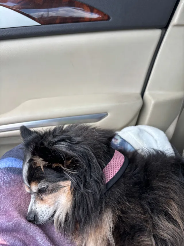 Coco - California Highway 12, Rio Vista