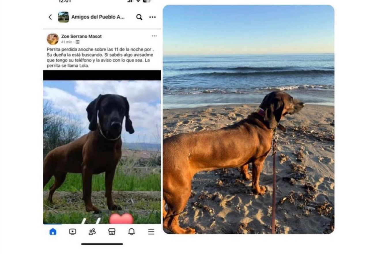 Lola  - Calle Artola Golf 18, Marbella