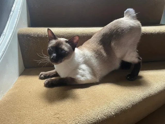 Lenny - Redwood, Slough