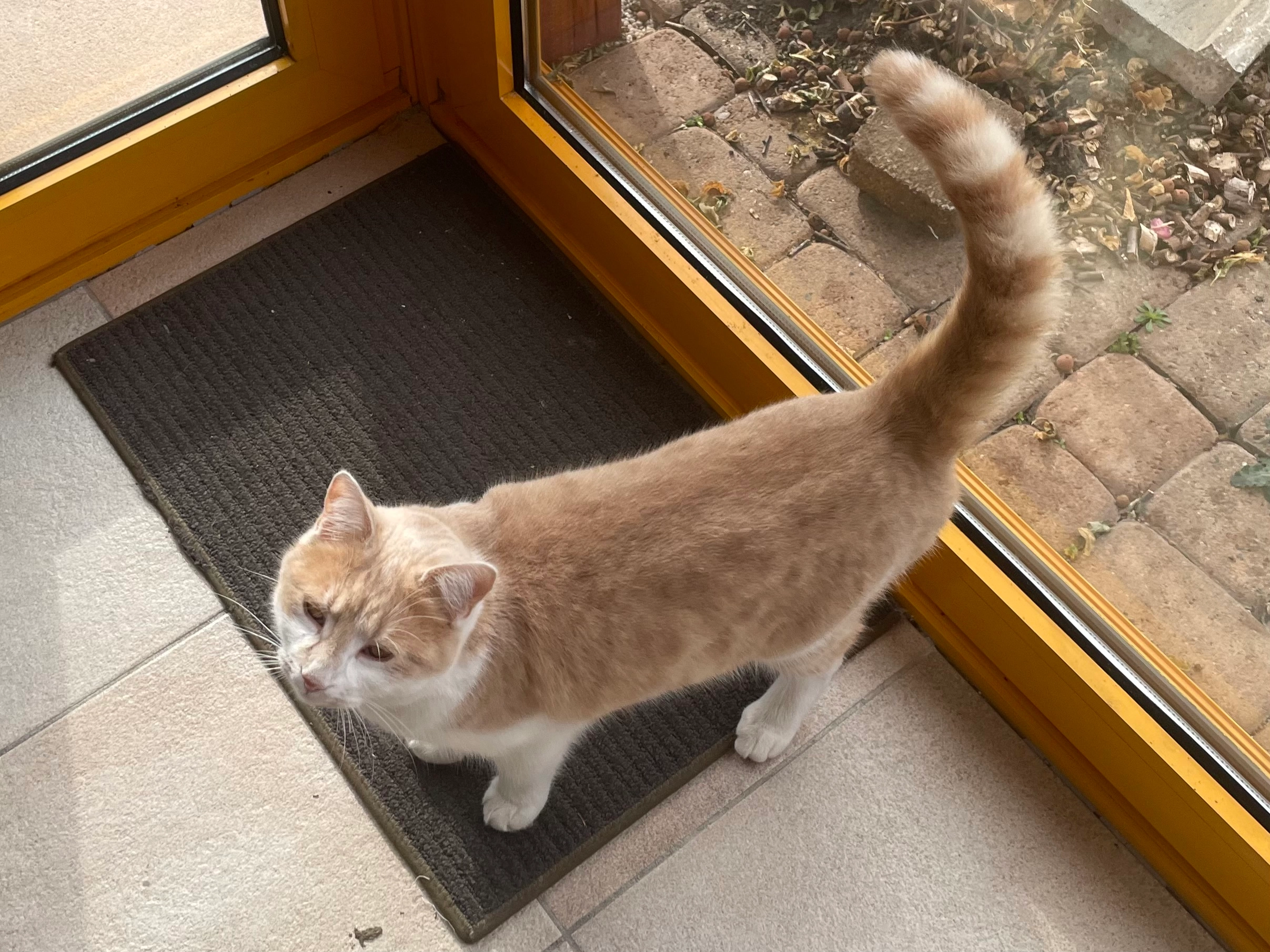 Niveo - Rue des Prés Liavas 38, Haute-Sorne