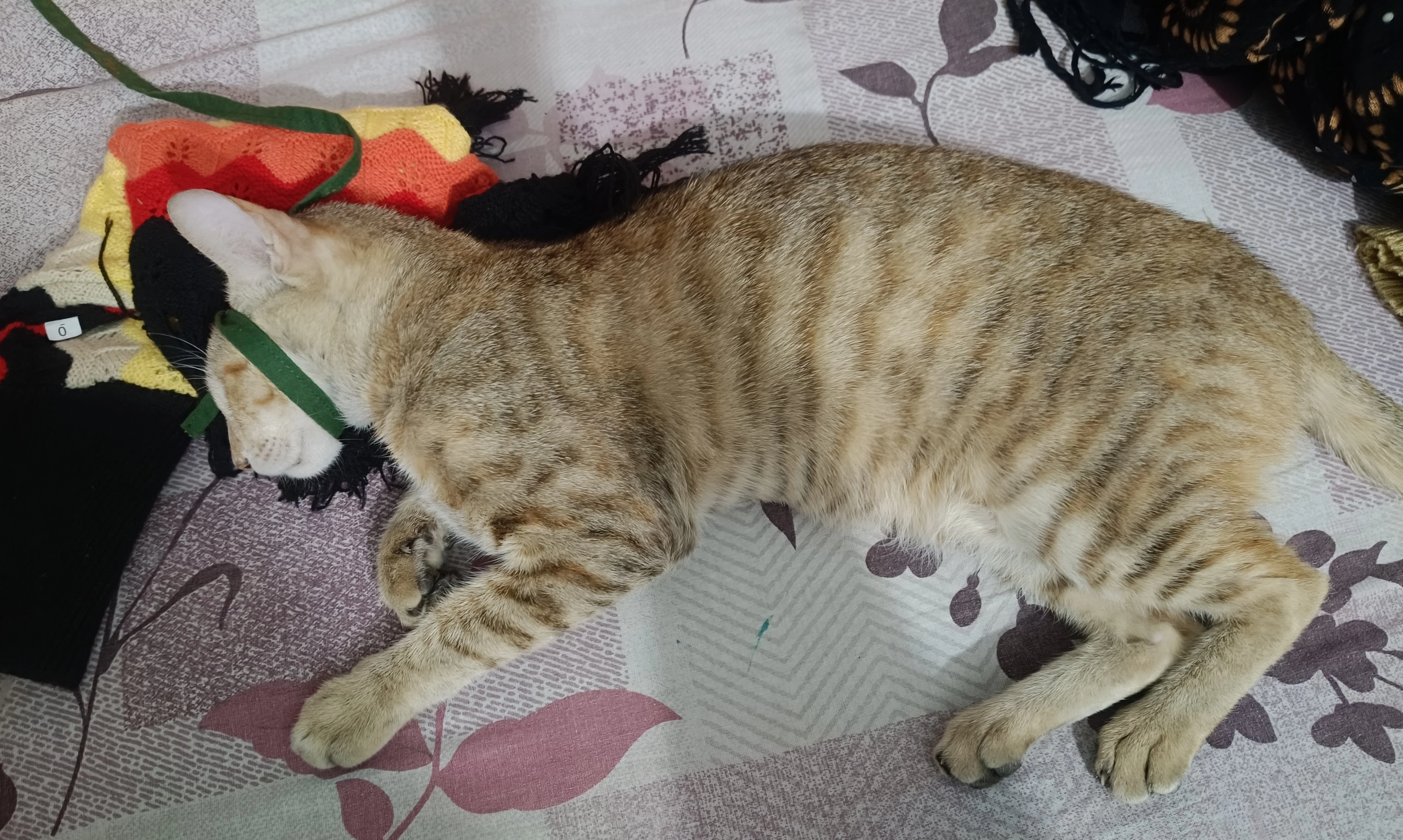 Sooshi - New Kareemganj, Behind Palm Garden Marriage Hall, Kareemganj, Gaya Town