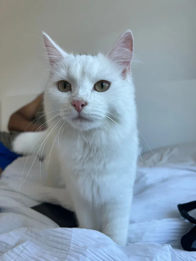 Lucille / Lucy - Mayfield Grove, Stockport