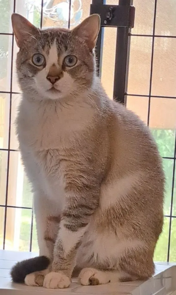 Smokey - Oak Creek Dr, Dunedin