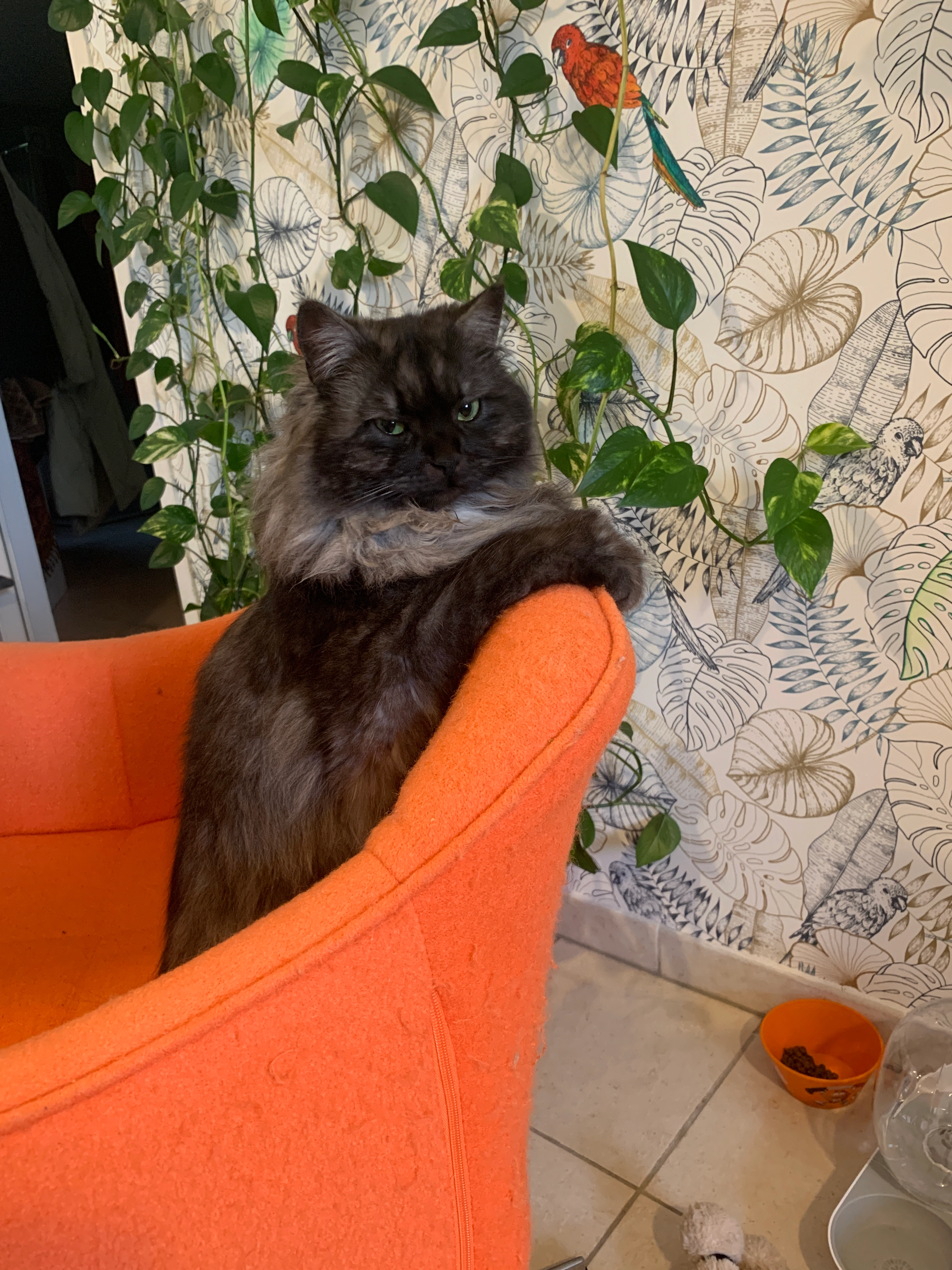 Cachou - Rue Des Fleurs, Bram