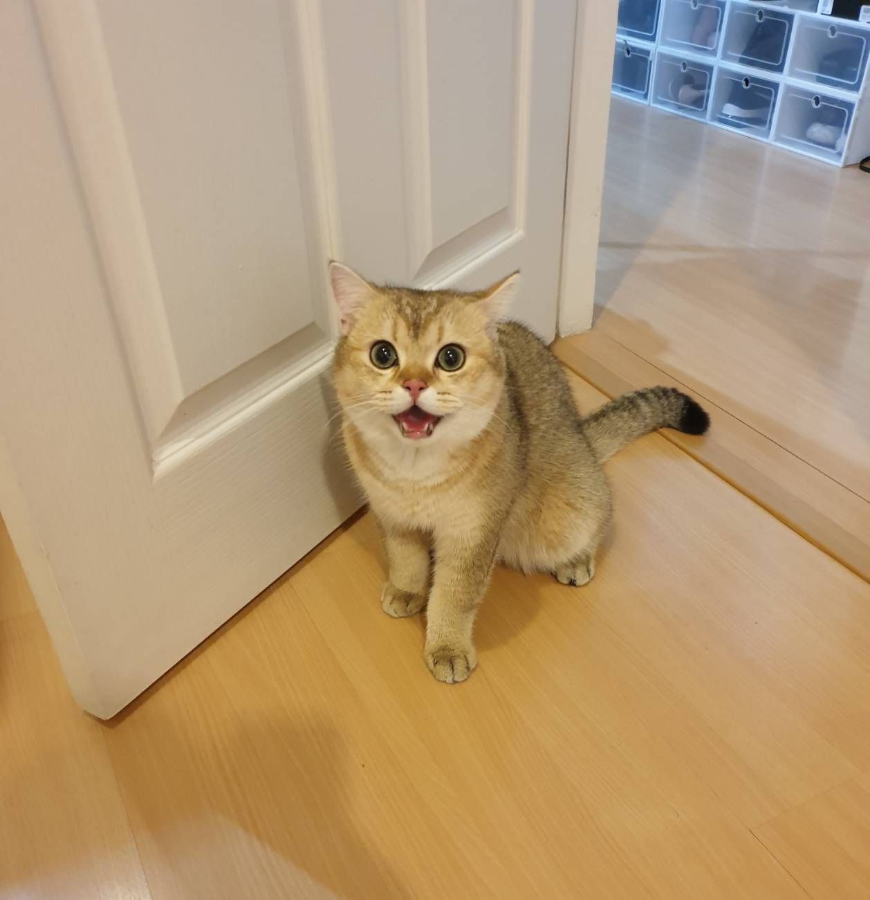 Mango - ซอยวชิรธรรมสาธิต 39, Bangkok