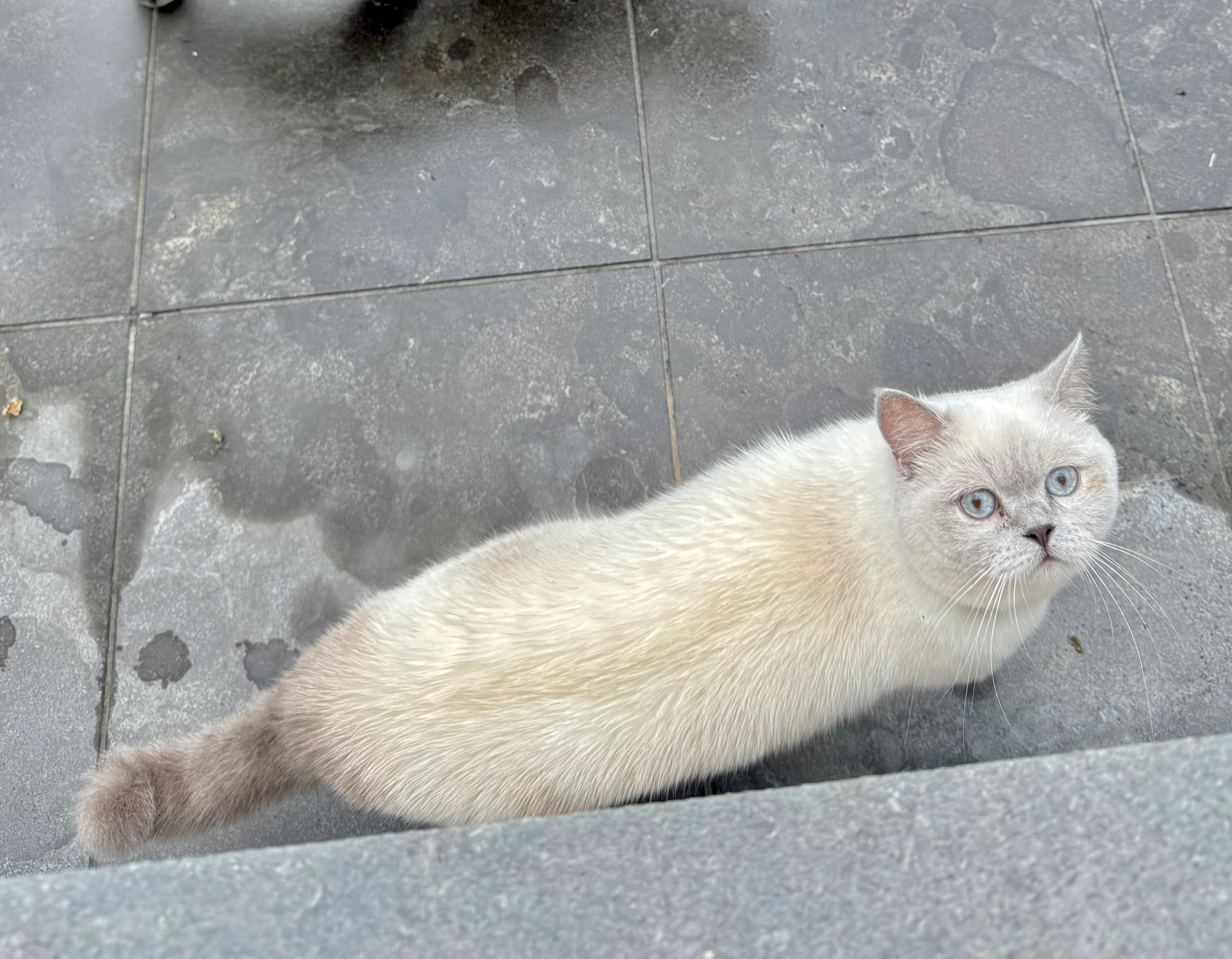 Bolt - Botestraat, Gent