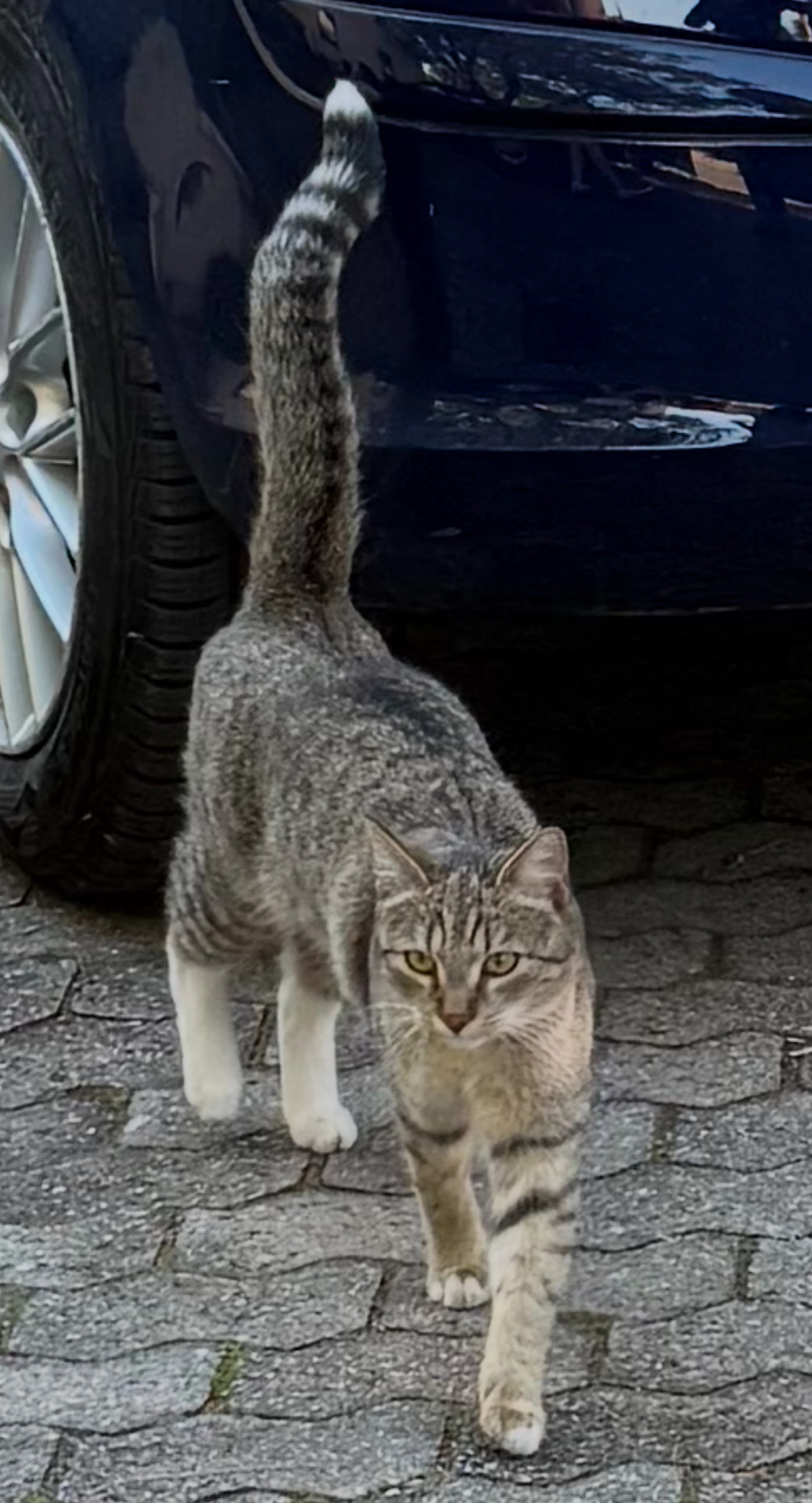 Rocky - Bachingerstraße, Erding
