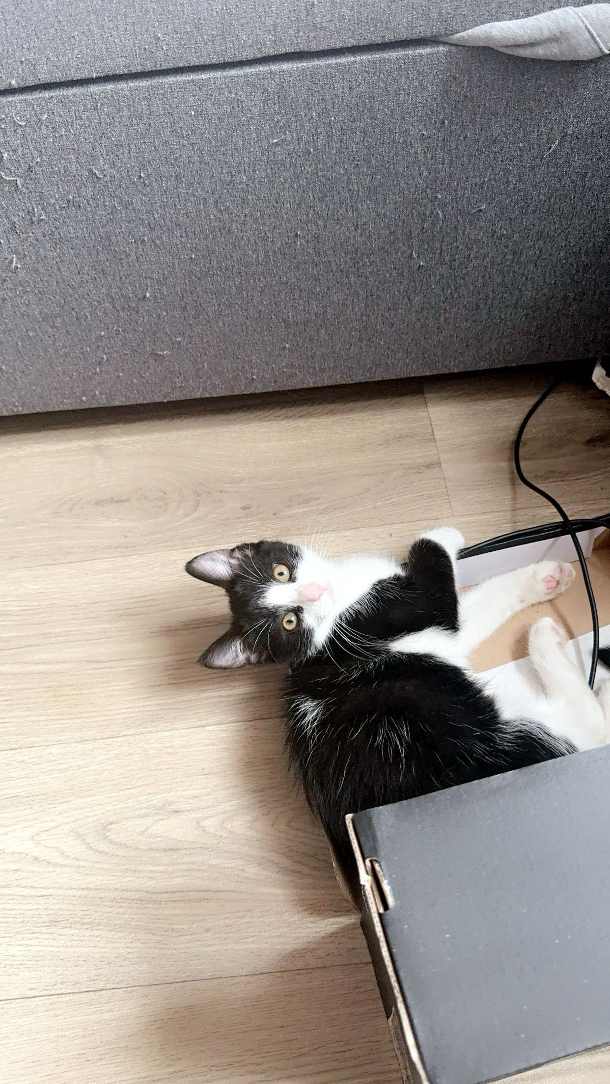 Bears - Hereward Avenue, Bury St Edmunds