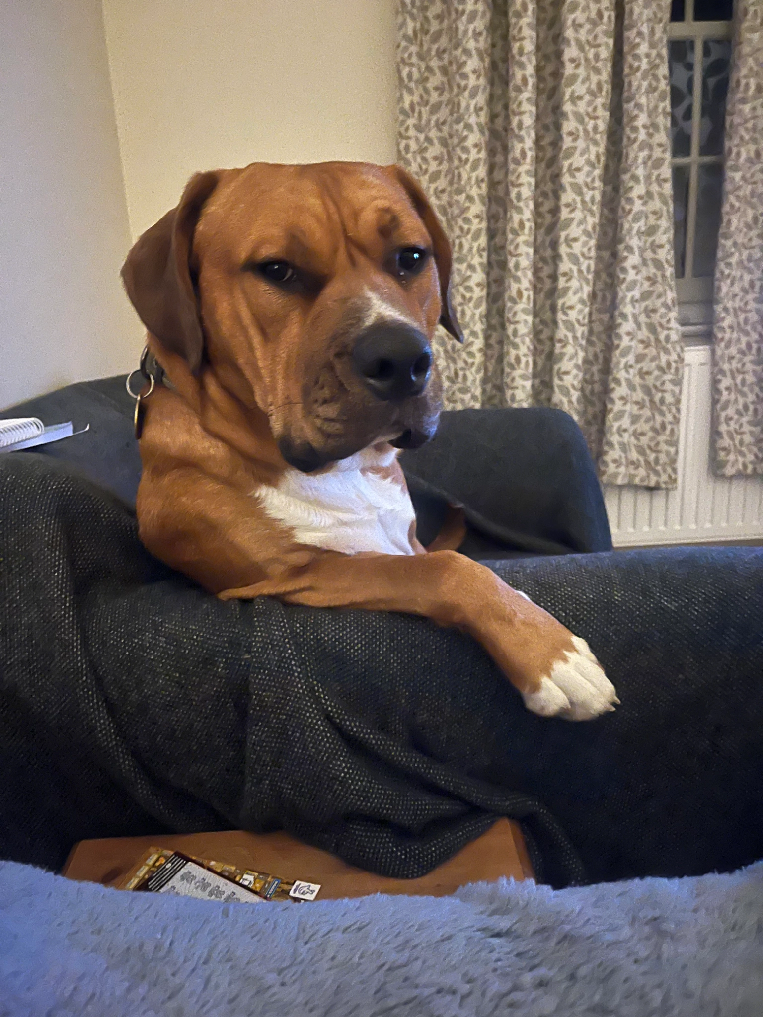 Winston - Lushill Estate, Castle Eaton