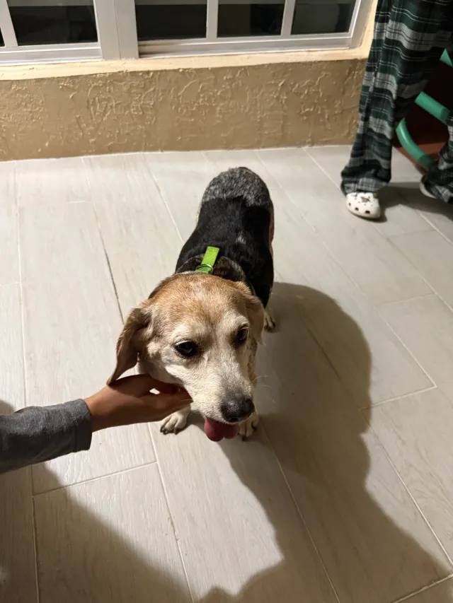 I found the dog - Southwest 18th Terrace, Miami