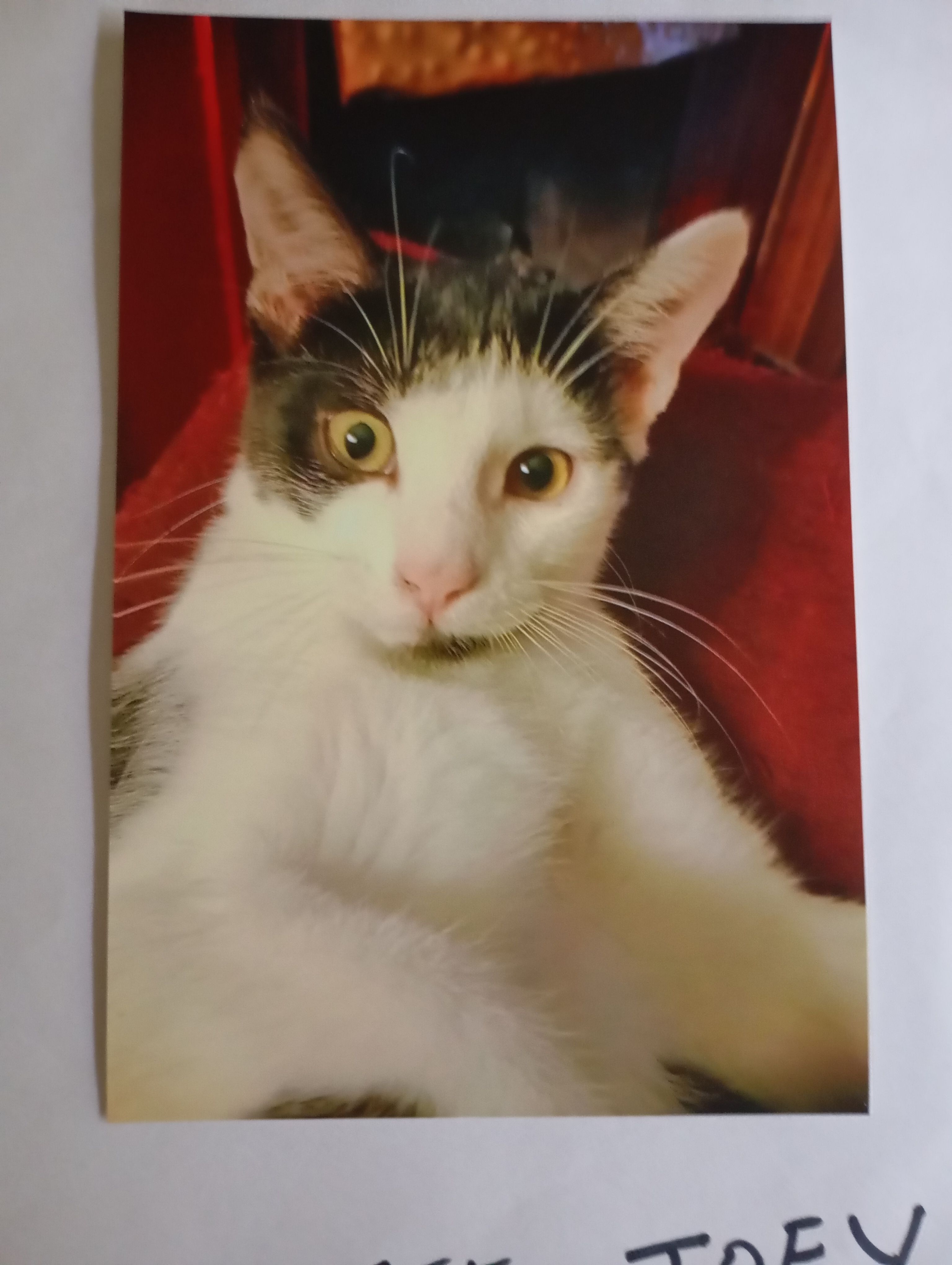 Joey - Wolfe Tone Street, Limerick