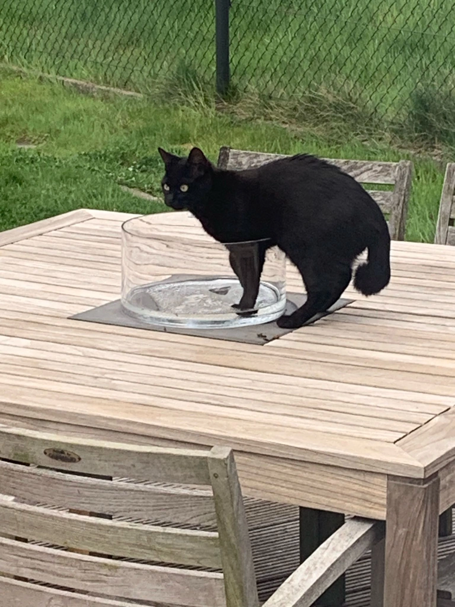 Blacky is bruin zwart - Molenstraat 6, Diepenbeek