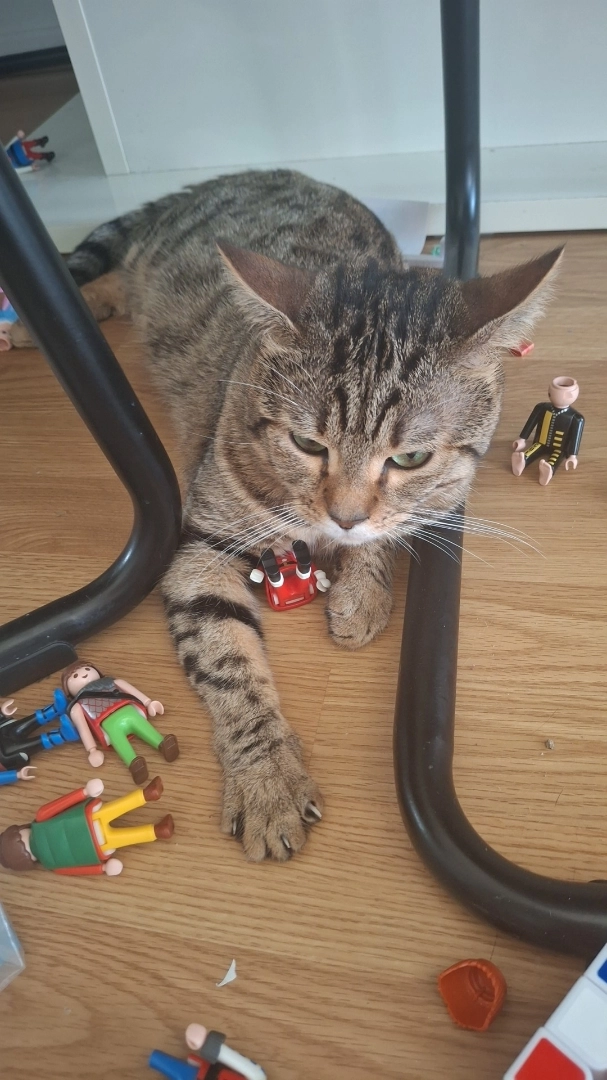 Tigrou  - 11 Rue Henri Barbusse, Voiron