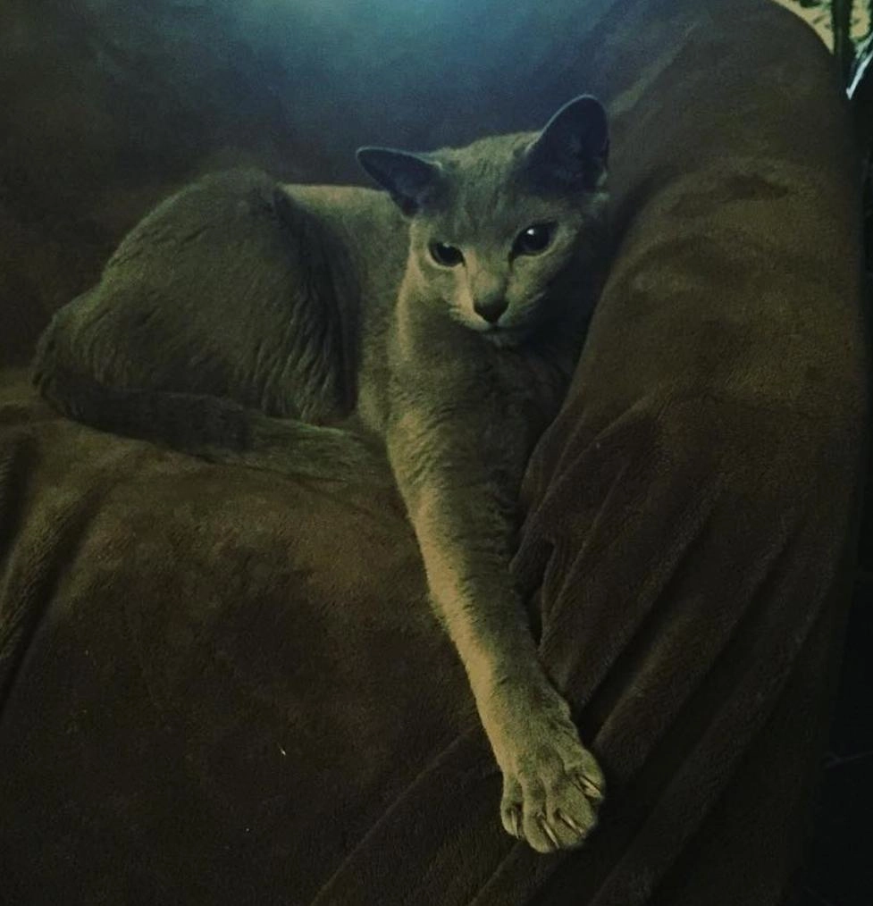 Opium - 38 Rue Beethoven, Horbourg-Wihr