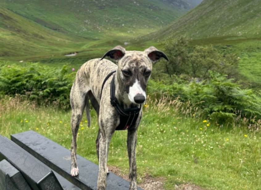 Luna - Abercromby Drive, Glasgow