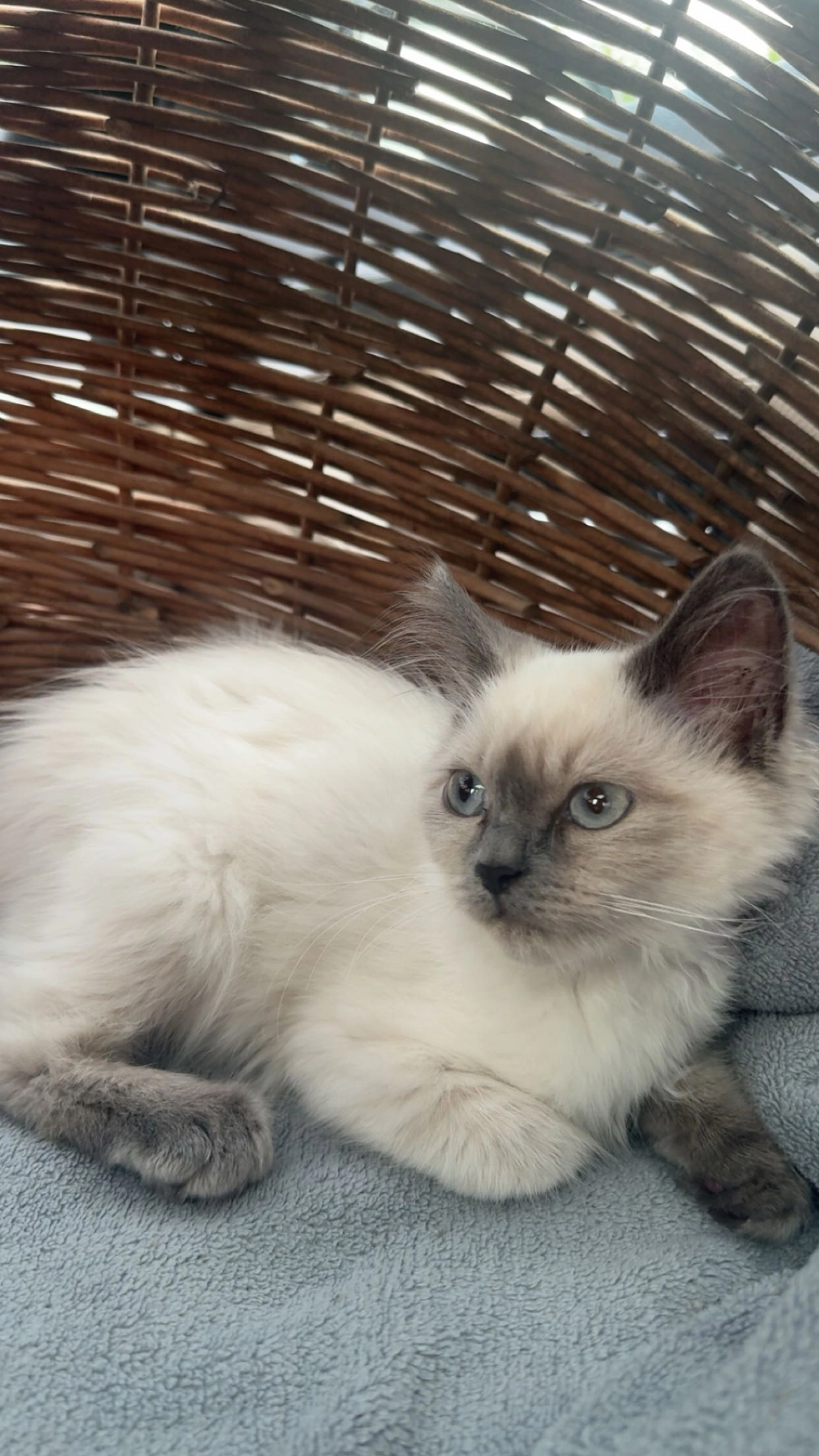 simba - Bubenheim, Treuchtlingen