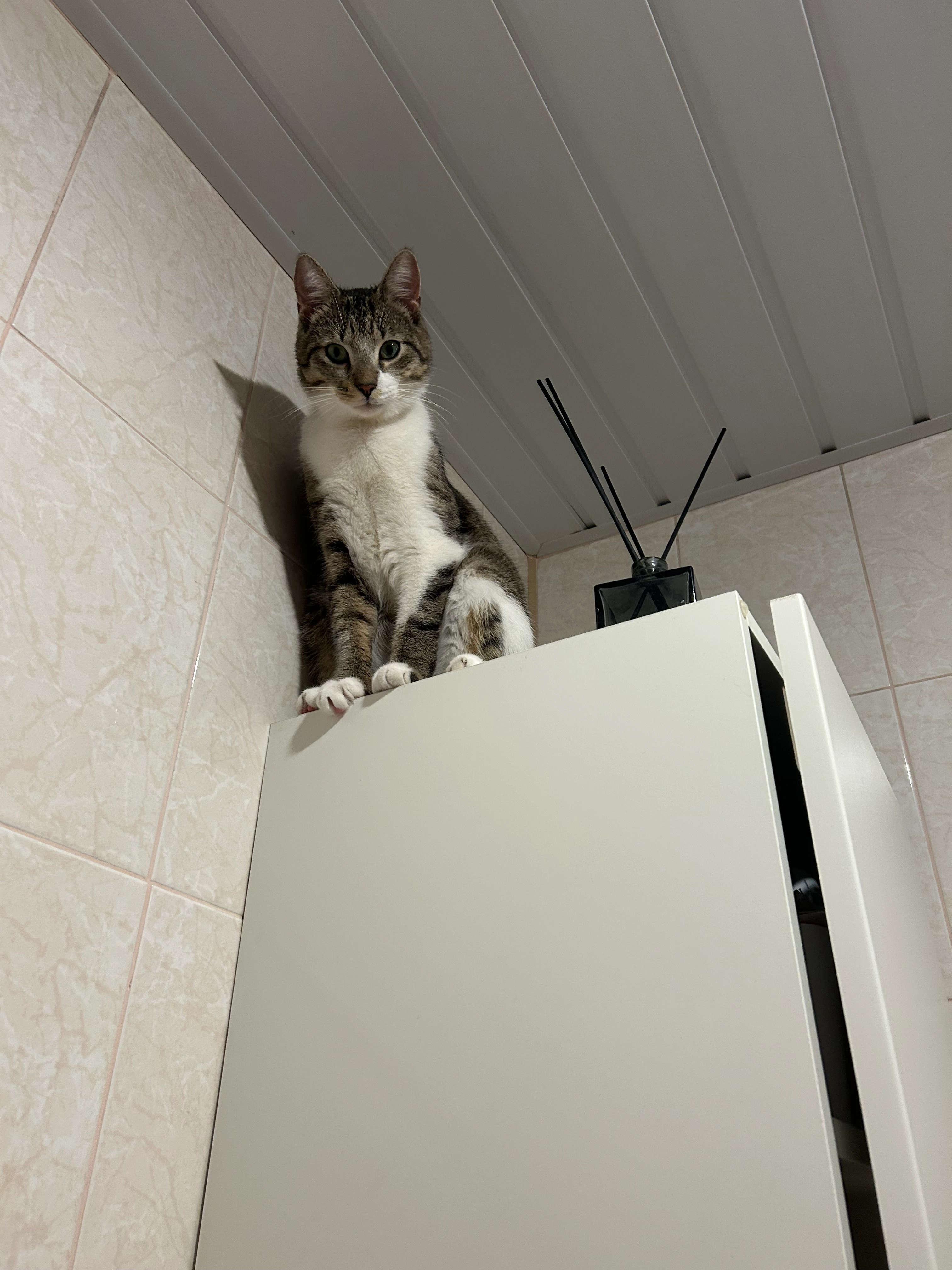 Barsik - Liongino Baliukevičiaus-Dzūko G., Vilnius