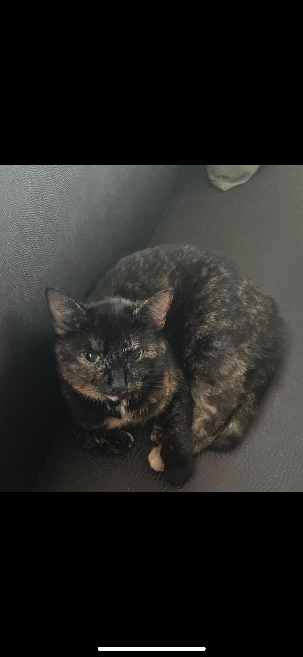 Missing Cat - Puch 230, Puch bei Weiz