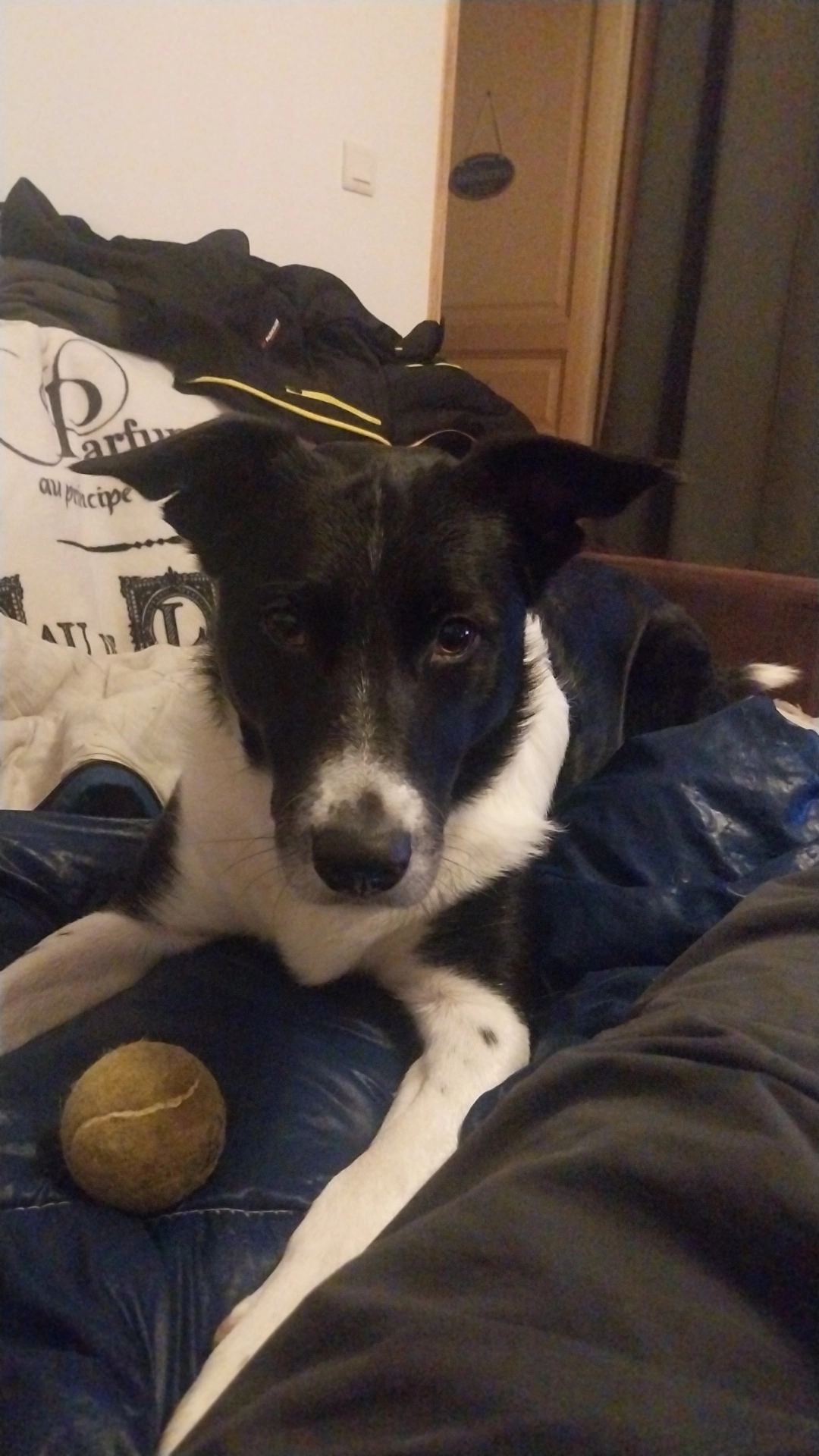 Bidule - Chemin des Coudeirons, Salernes