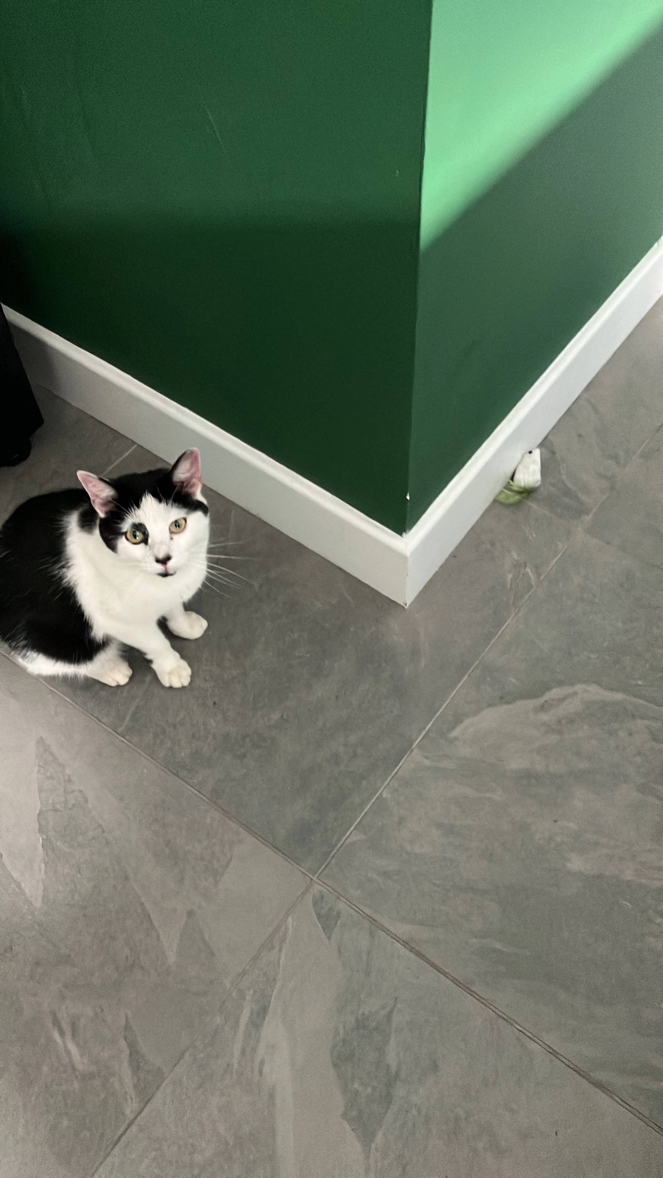 Bert - Larchlea, Altrincham