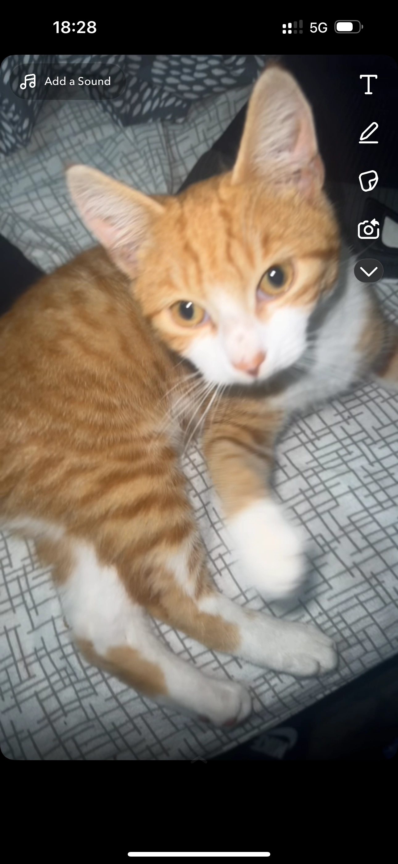 Ginger - CO9 1, Halstead