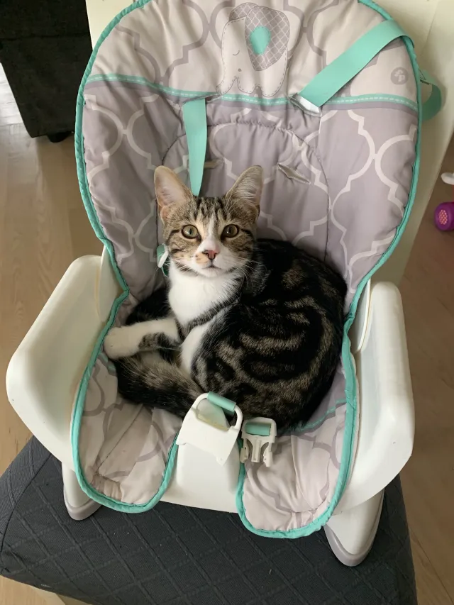 Butters - Wheaton Road, Roselle
