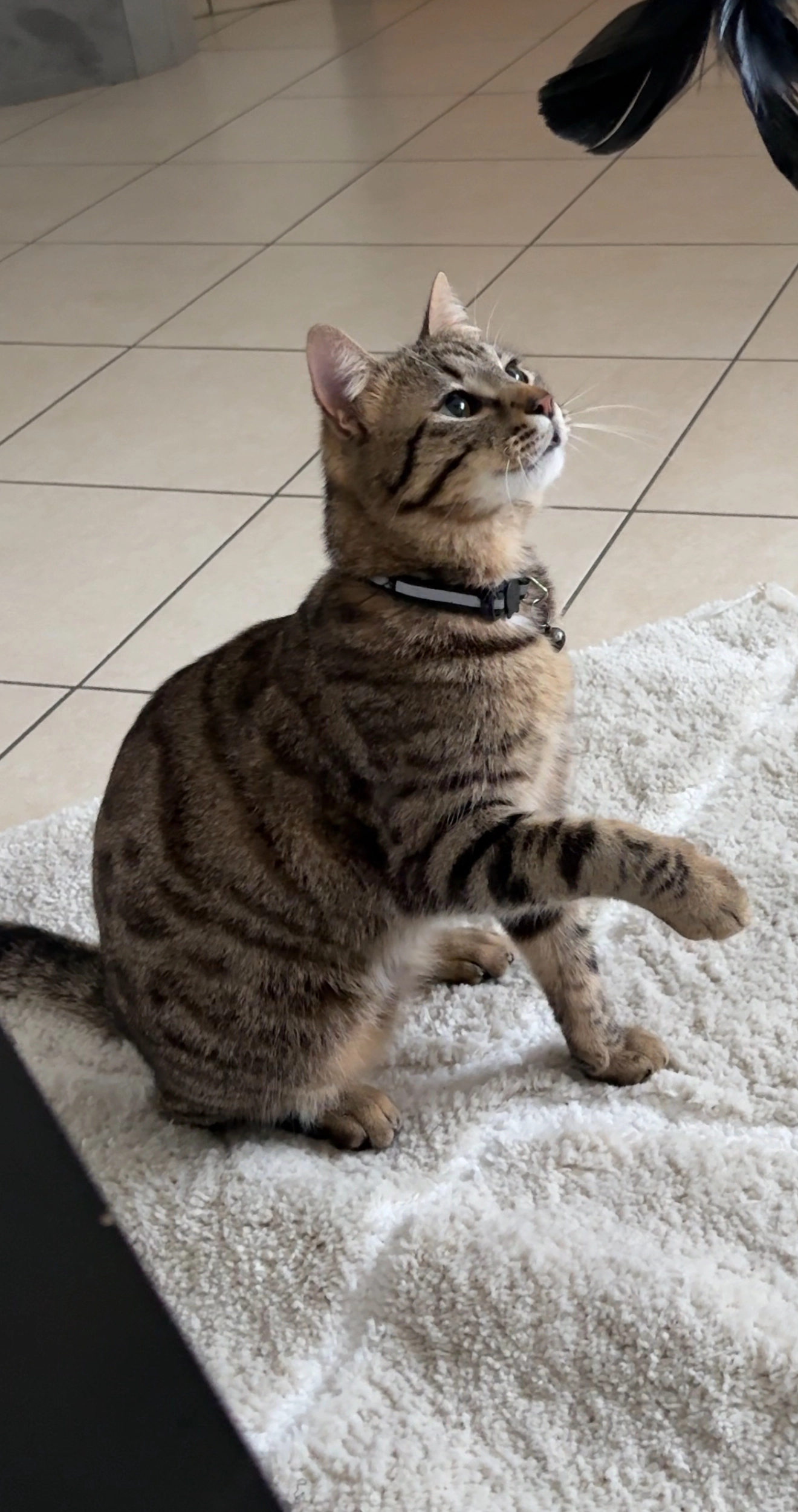 Cosmo - Via Giovanni Pascoli, Gambettola