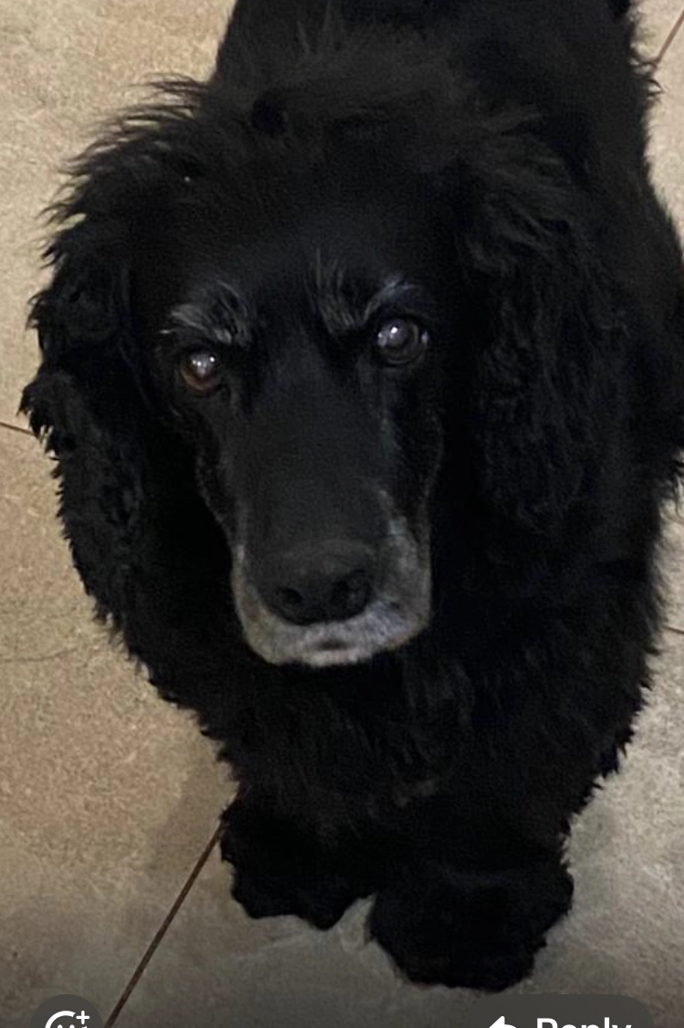 Maggie - Green Lane, Hereford