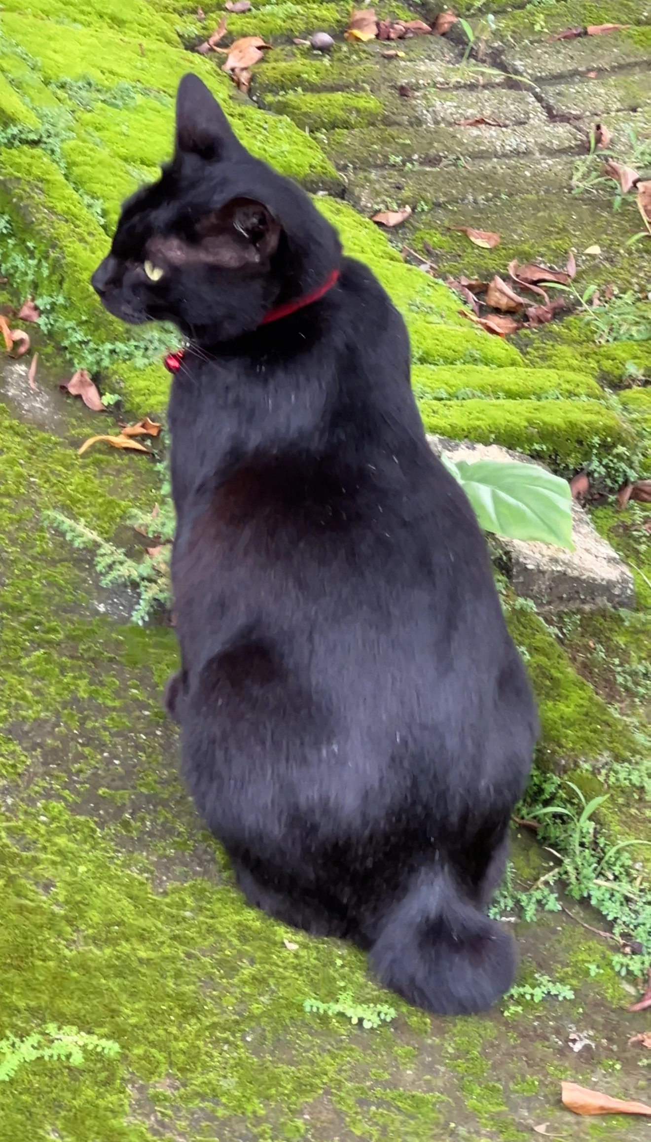 KAKAK - 53300, Kuala Lumpur