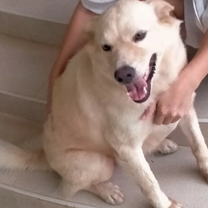 Rocky - Natai Street, Mueang Phuket