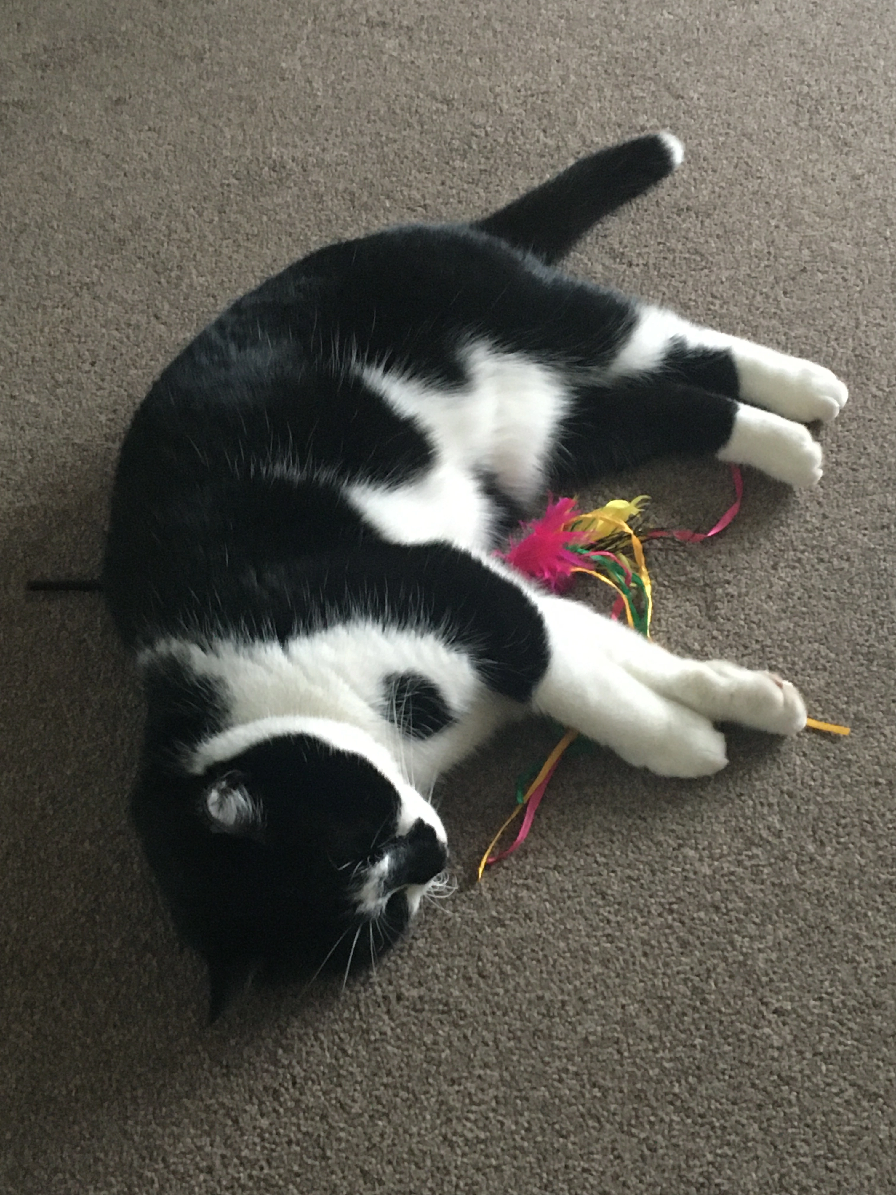 Talisker - Mill Street, Warwick