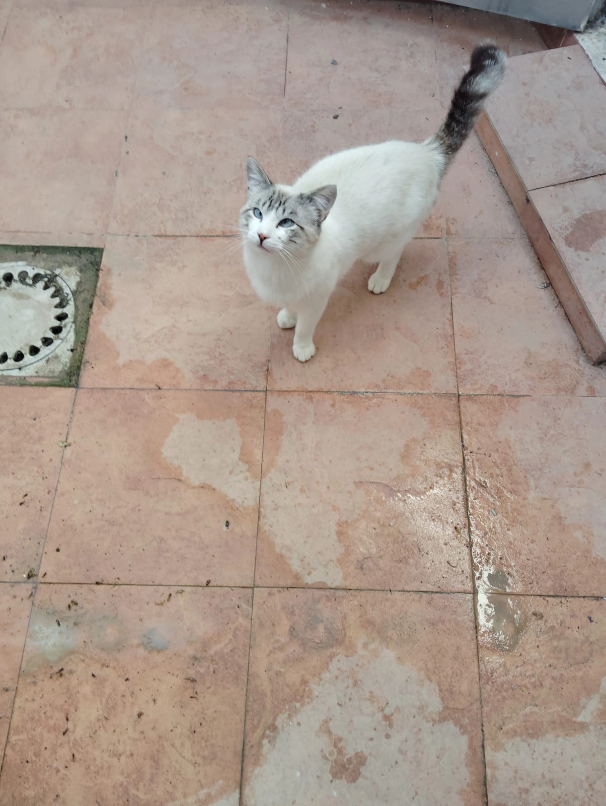 Gordito - Calle Real, Requena