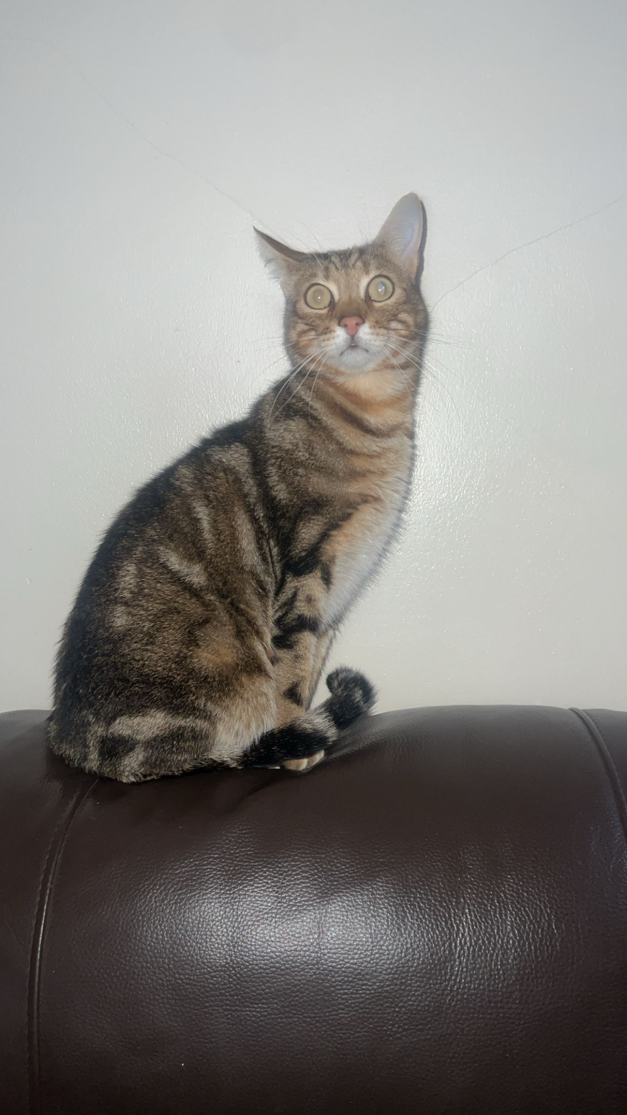 Muezza  - Wren Street, Keighley