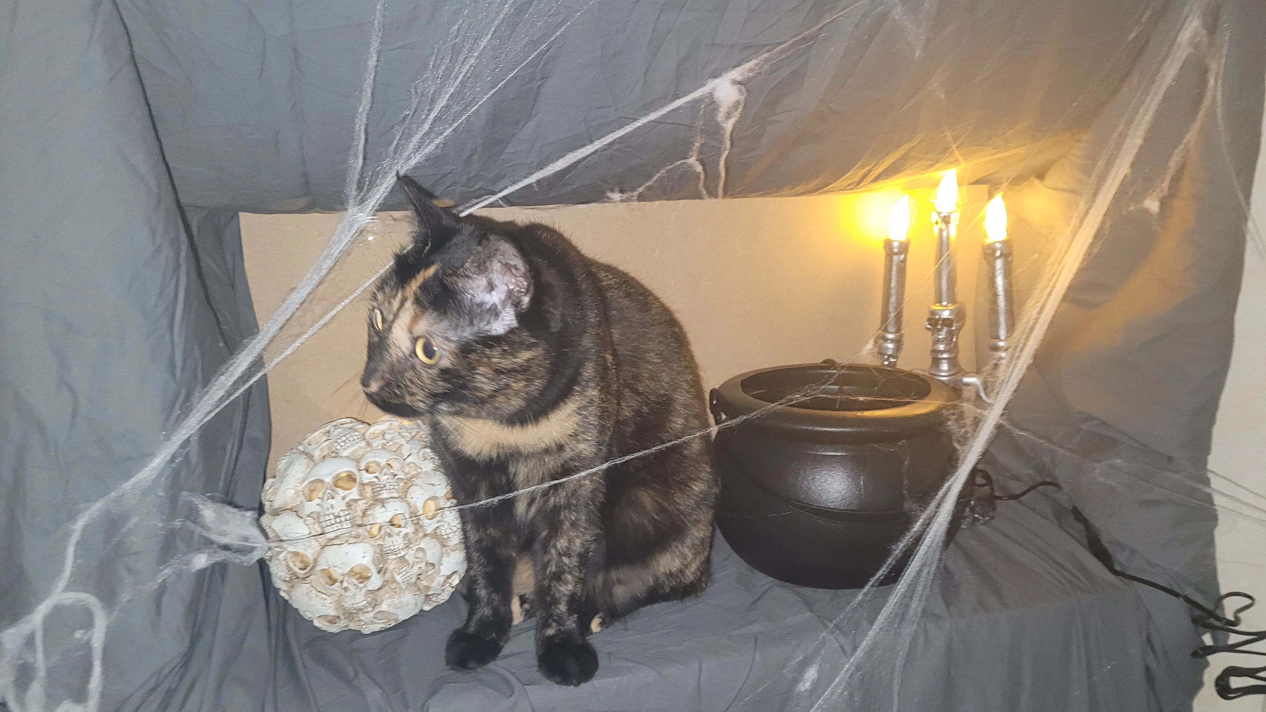 Jana (dit mimi) - Rue De La Mairie, Perrignier