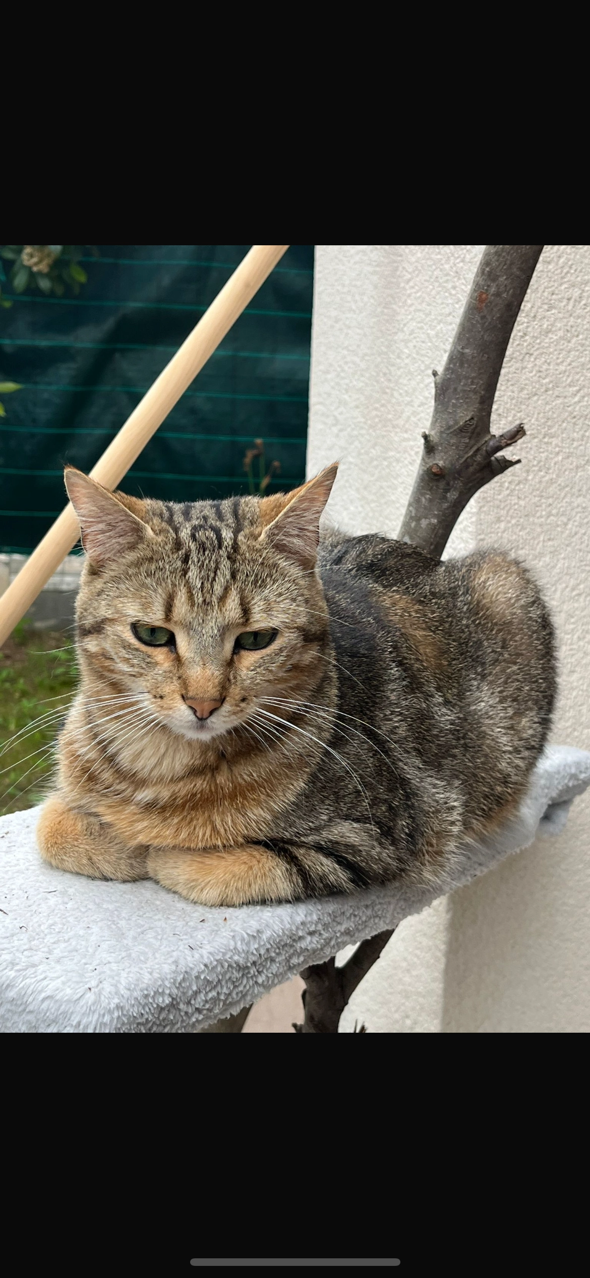 Tchitchou - Avenue Gaston Berger, Aix-en-Provence