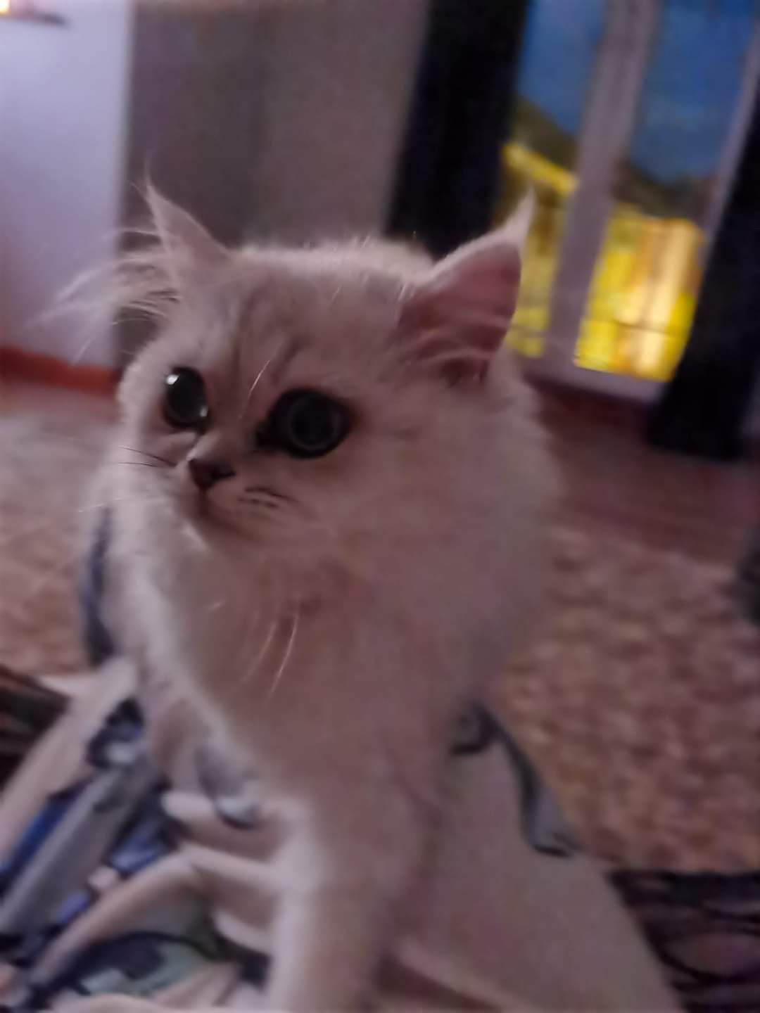 Elsa - Pound Lane, Sligo