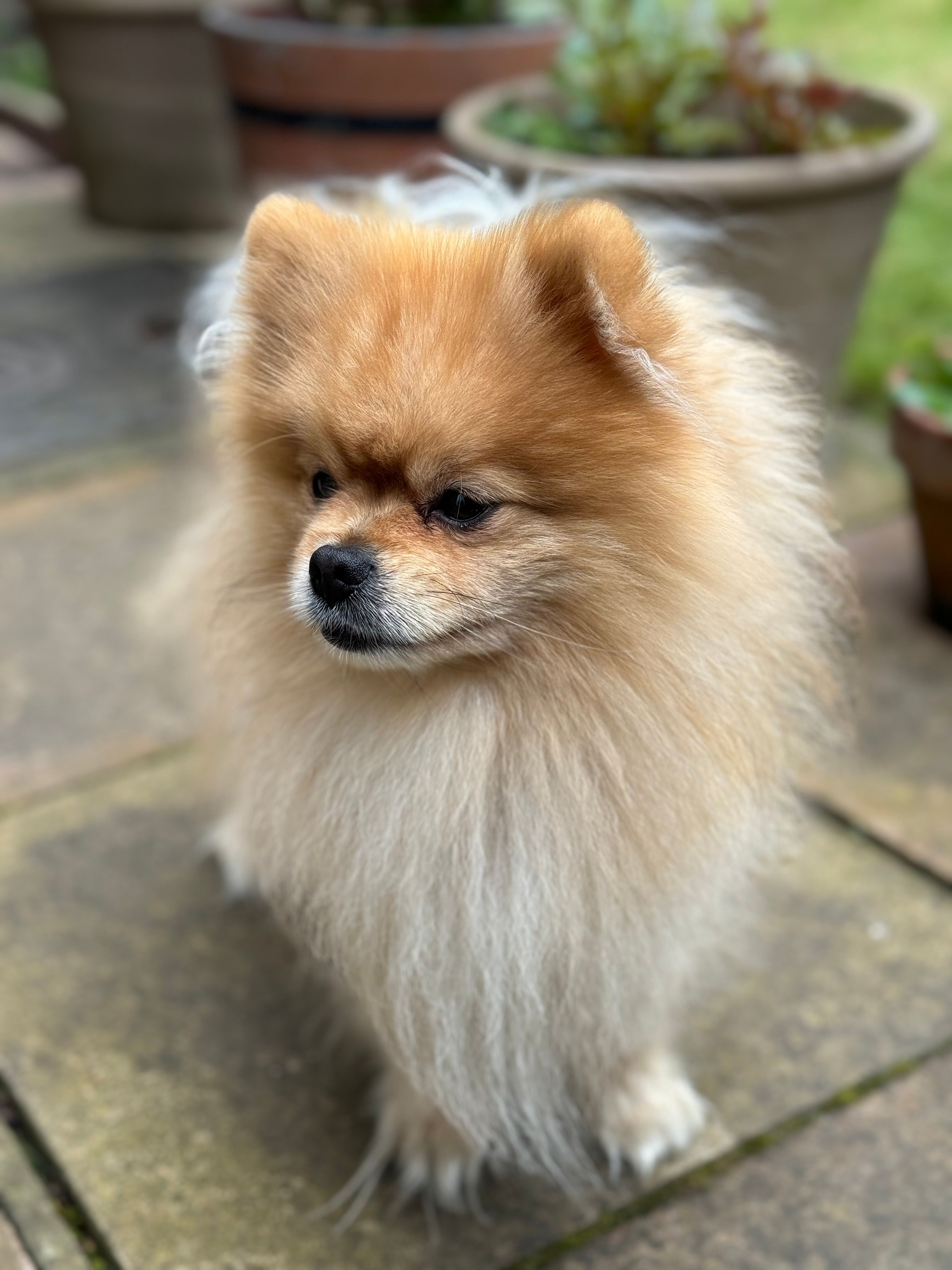 Марли  - KT3 3, New Malden