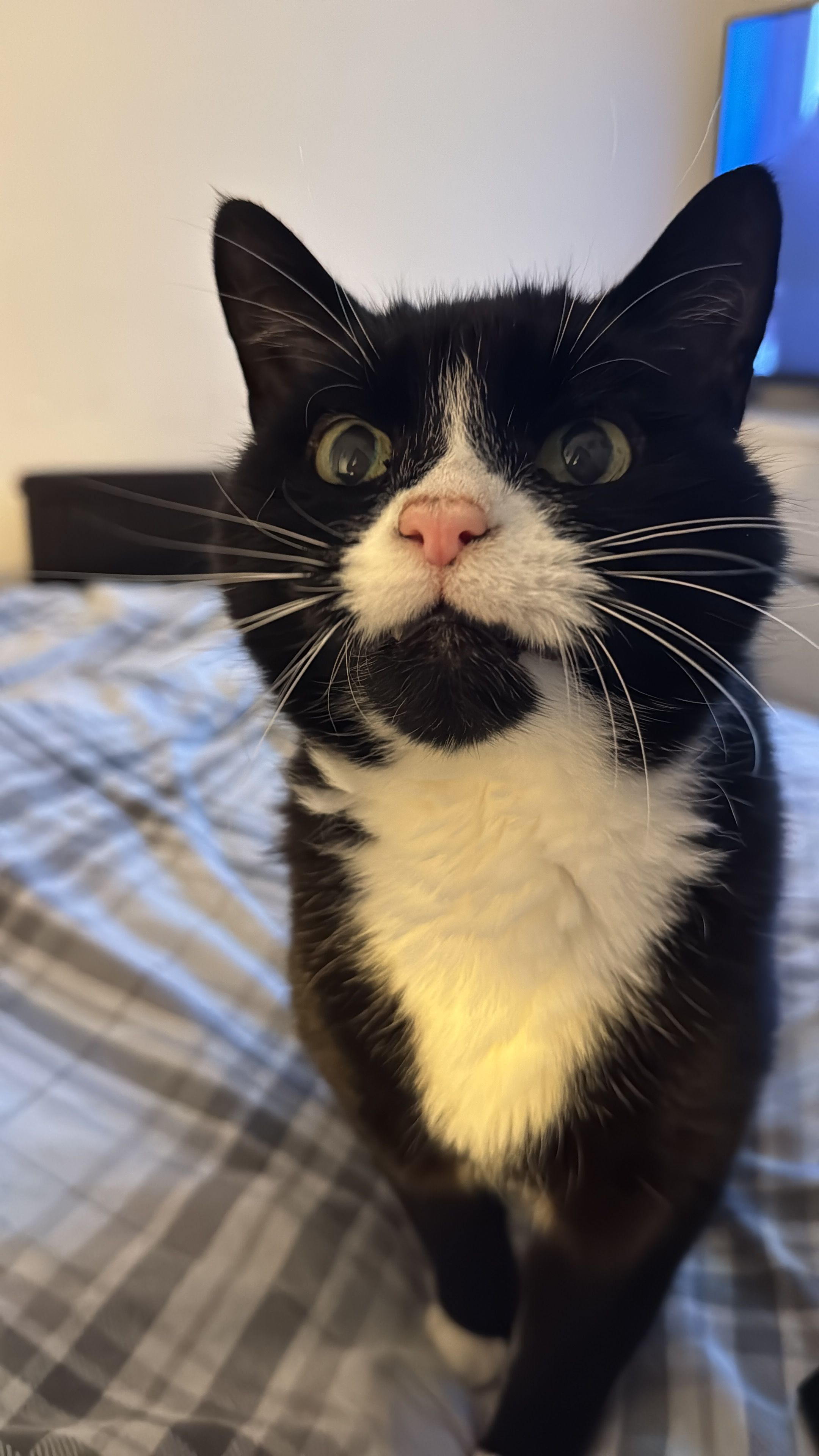 Felix  - Mcmahon Drive, Wishaw