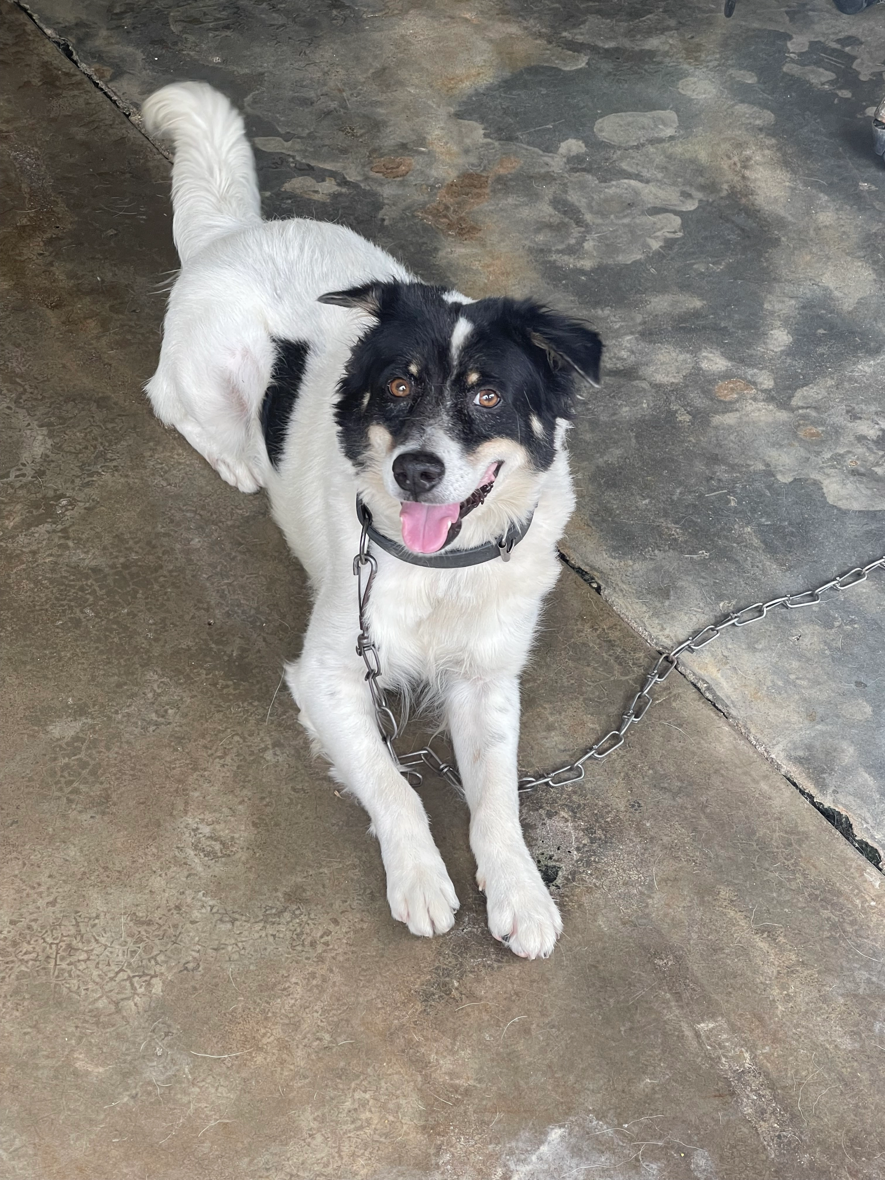 Pablo  - 47600, Subang Jaya