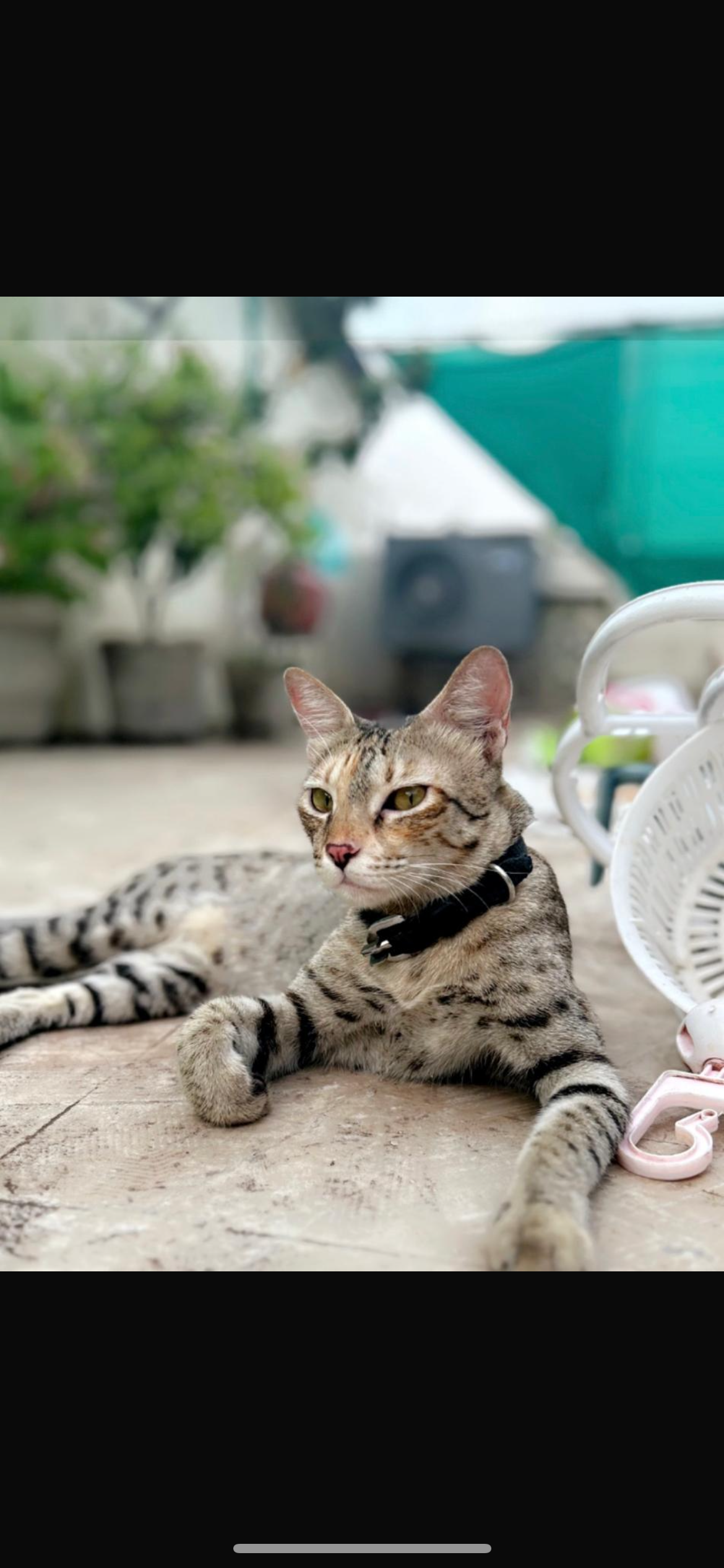 Milie - Gorwa, Vadodara