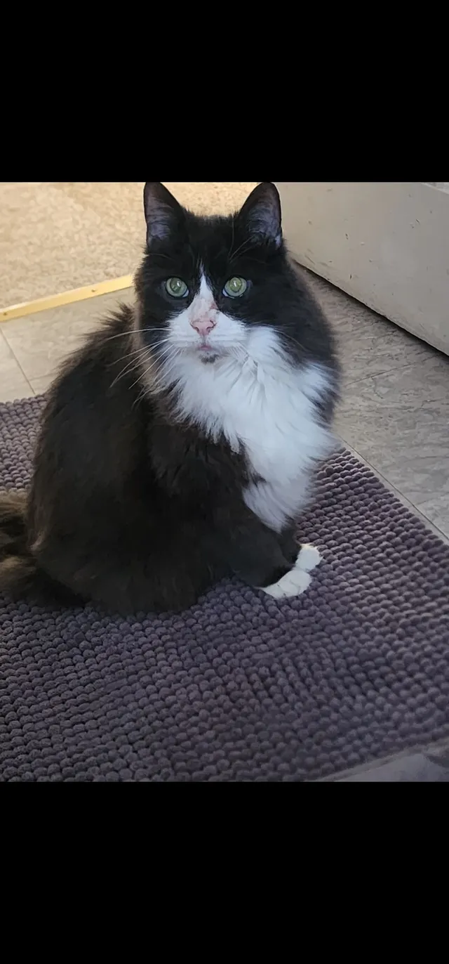 Gizmo - 522 4th Ave, Bethlehem