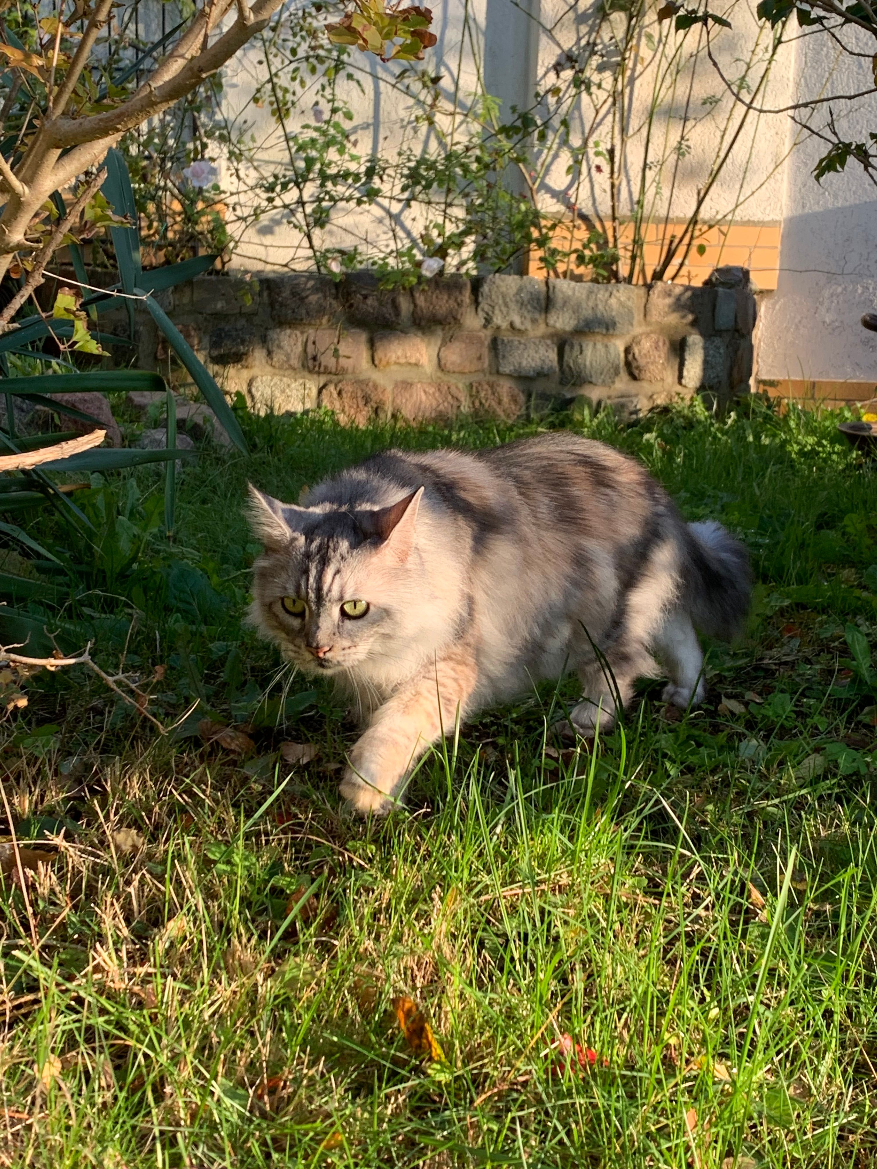 Chika - Hubertusstraße, Schwerin