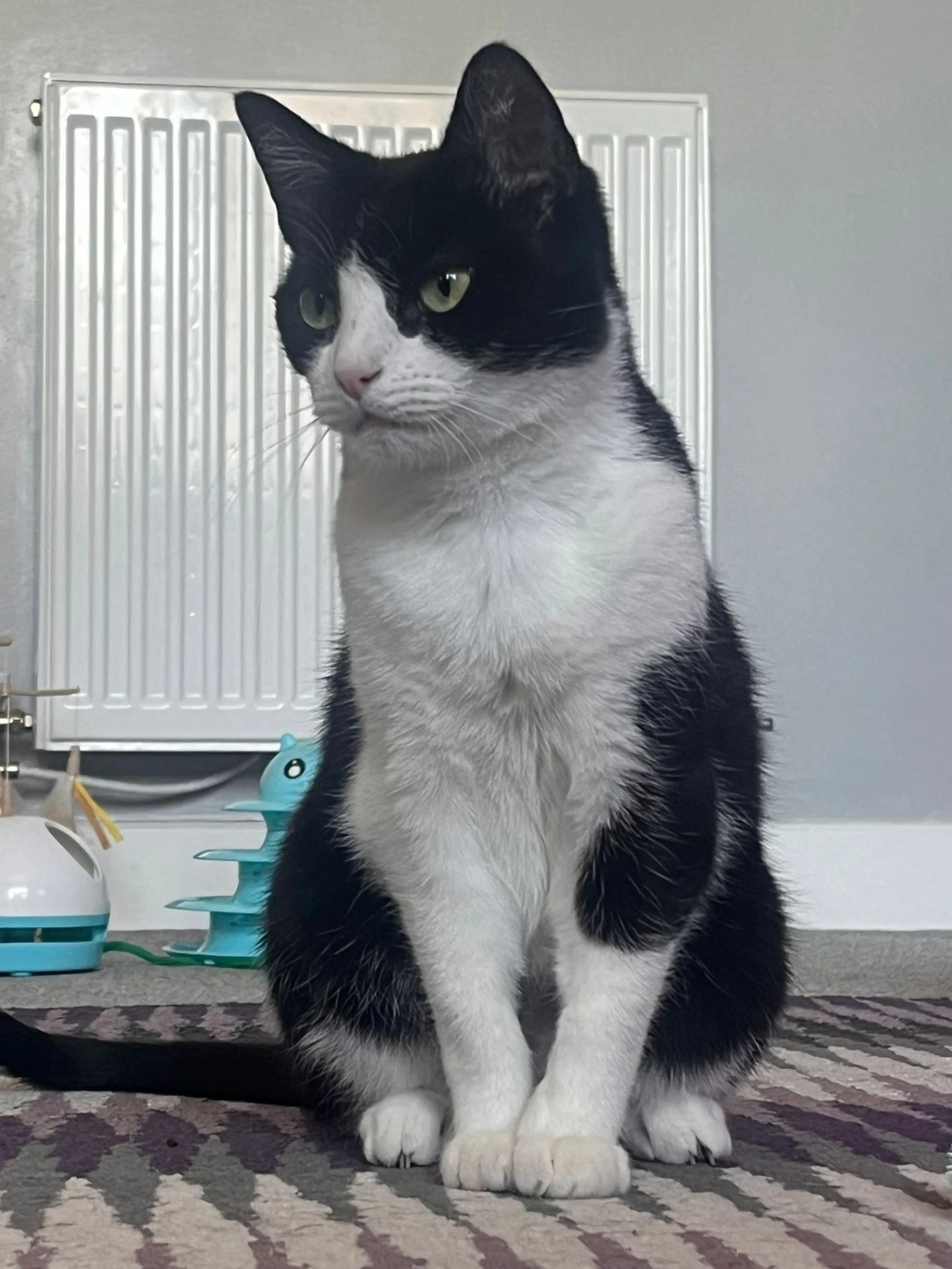 Koko - Seafarer Mews, Colchester