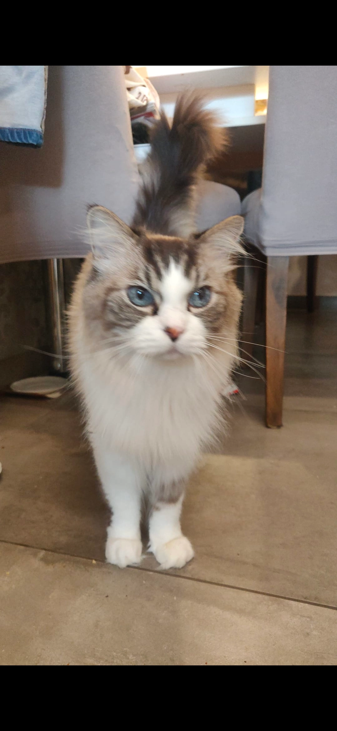 Elliot - Schlehenweg, Dorsten