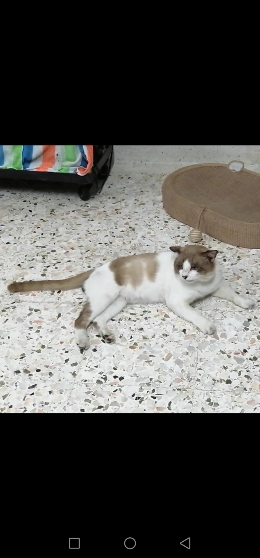 Fat Rose - Lorong 5 kampung Baru Mengkuang , Teriang