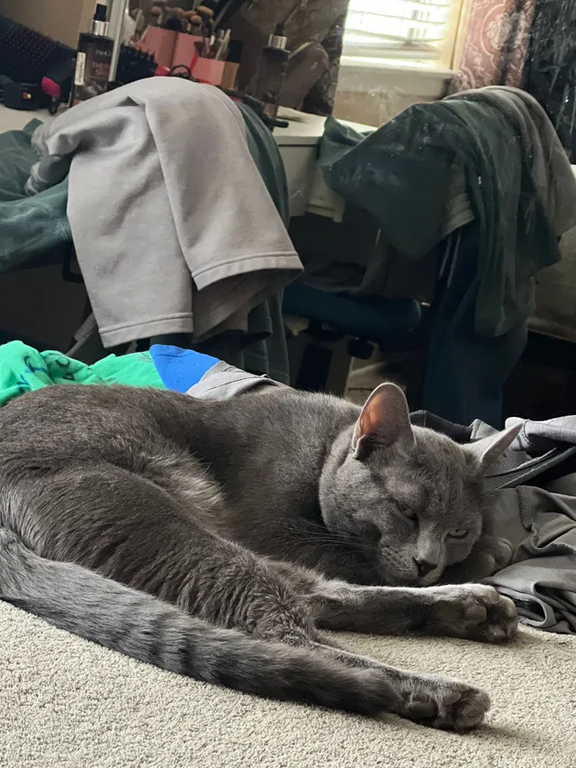 Missing Cat - Green Hill Dr, Victorville