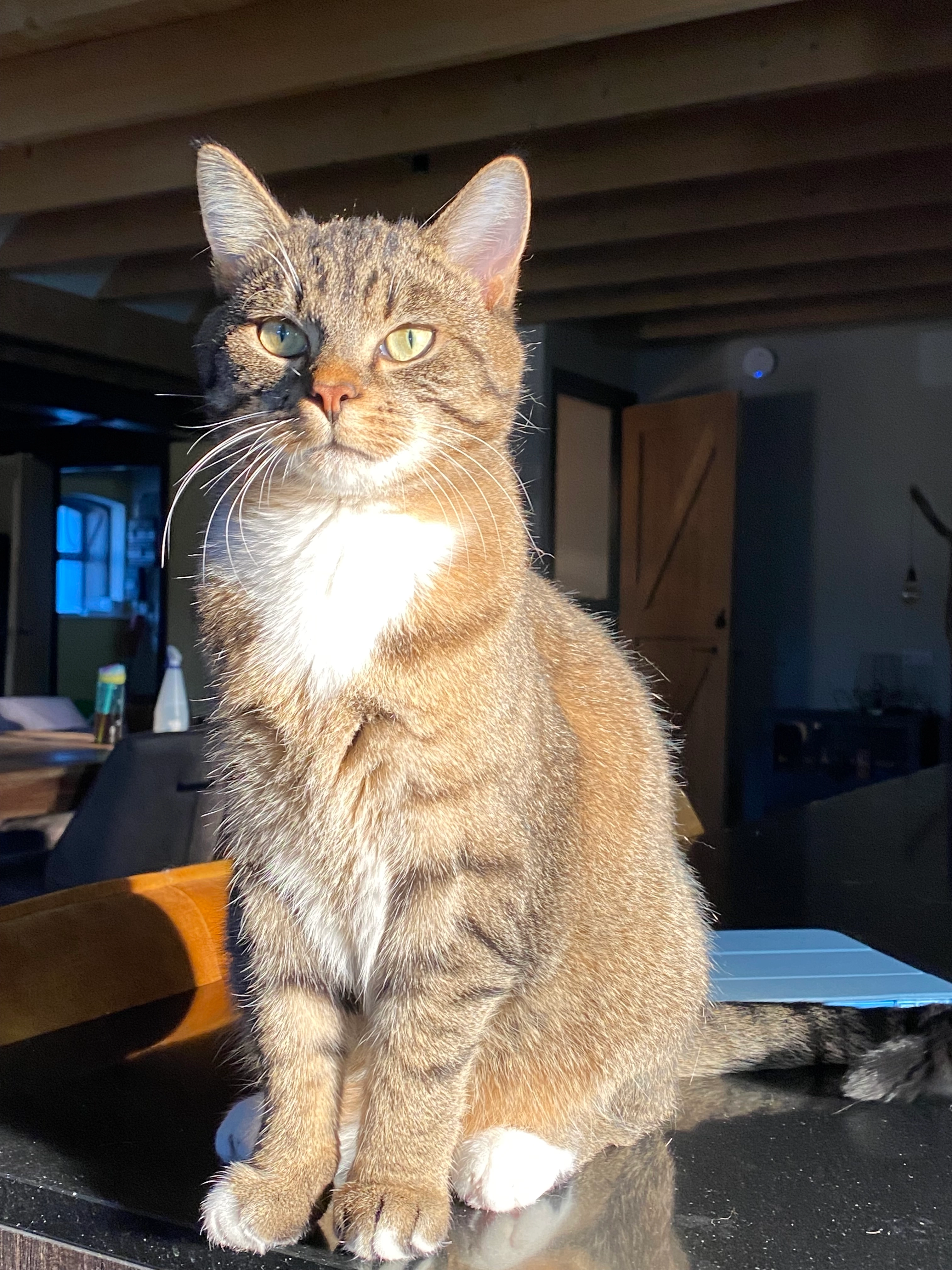 Bailey - Dijkhuizen, Ruinerwold