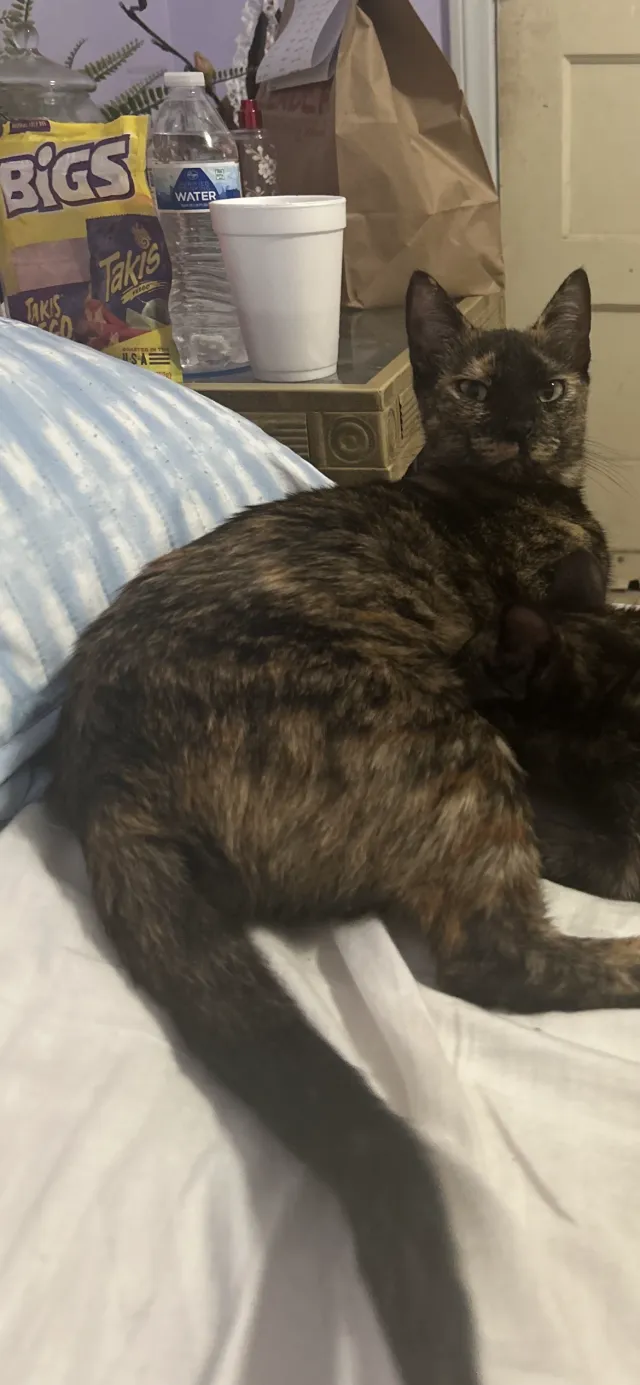 Baby kitty - 537 W 93rd St, Los Angeles