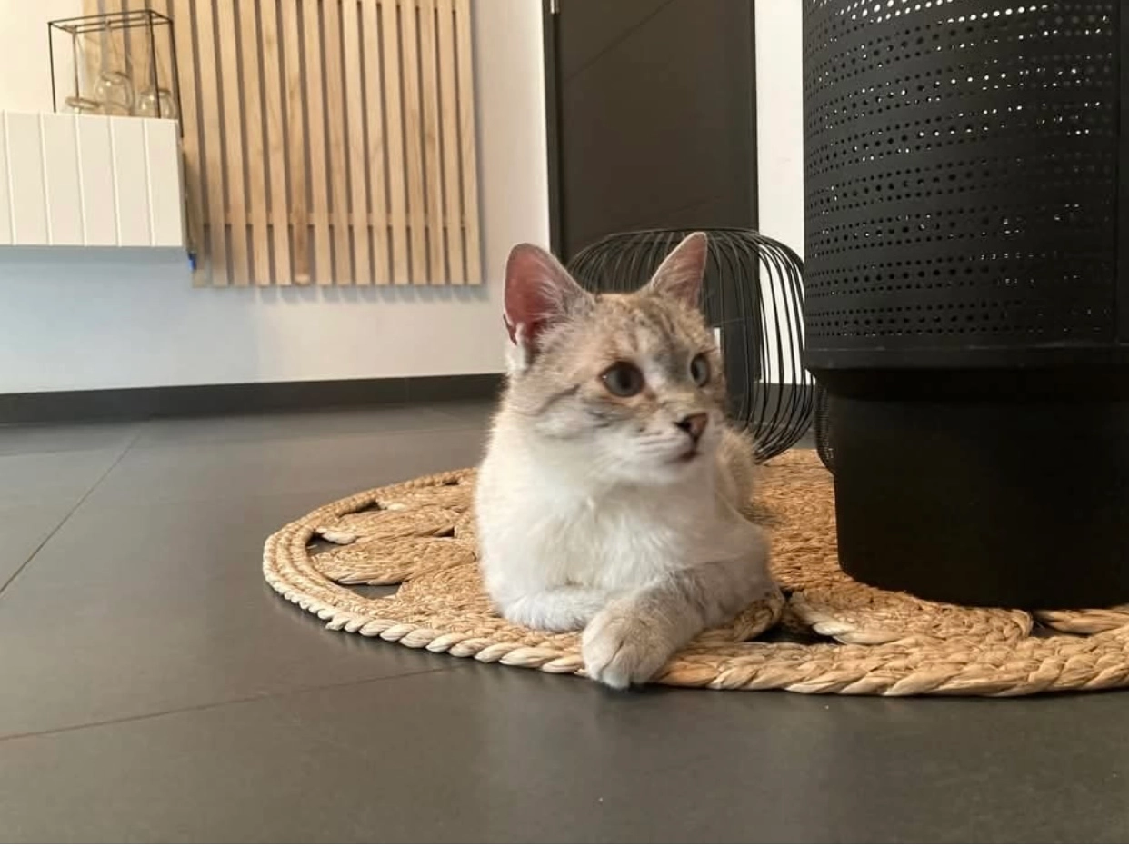 Oughi - Rue du Commun Pré 13, Fontaine-l'Evêque