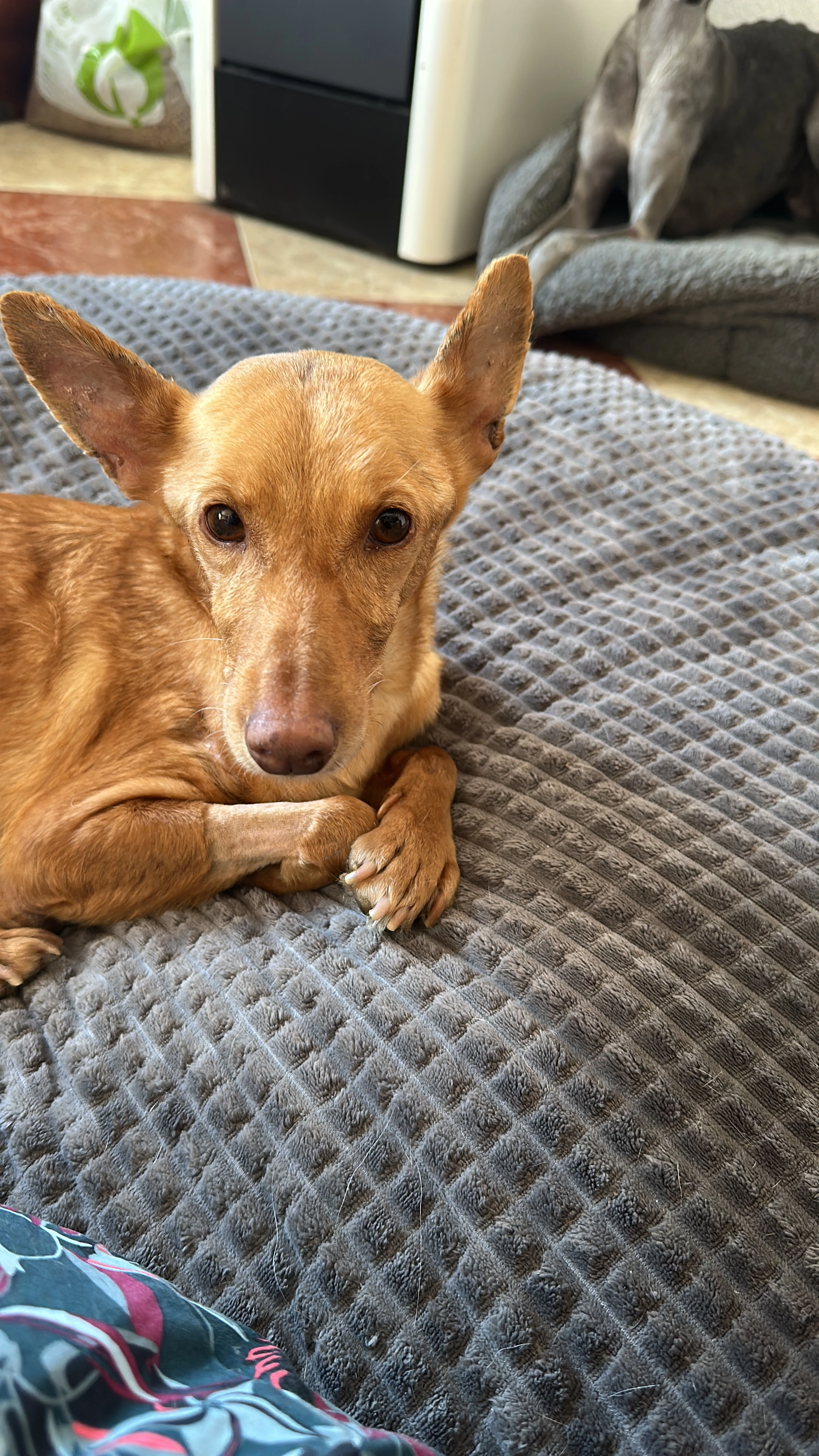 Charlotte - Avenue Du Château, Lapalud